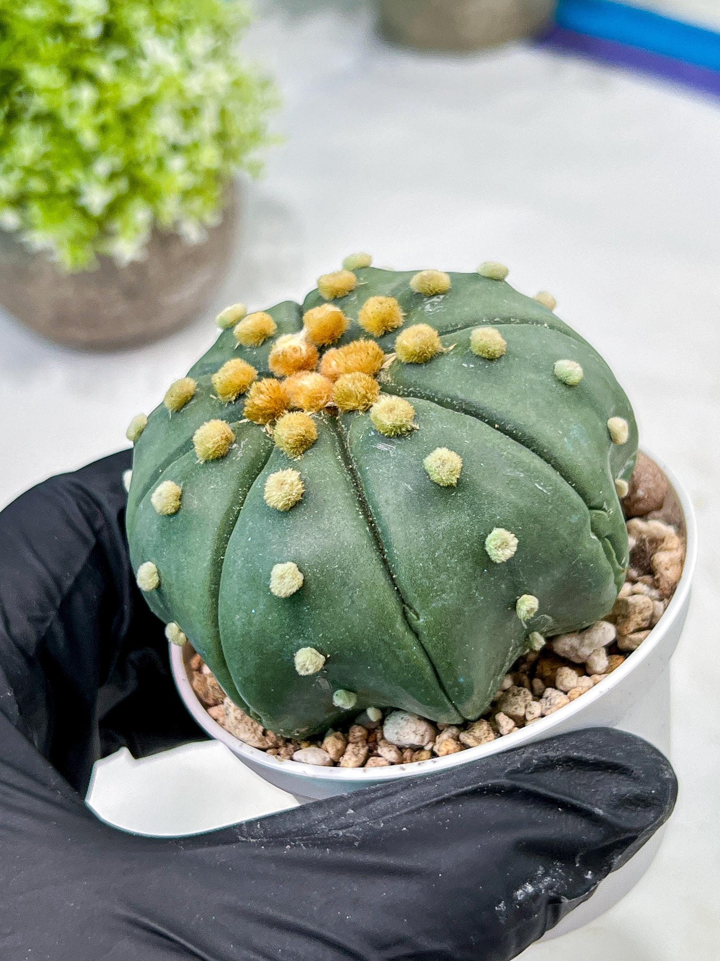 Custom Order- We’ll send you the exact live plant pictured (T10) (b7) | American Plant Seller | 3" Pot