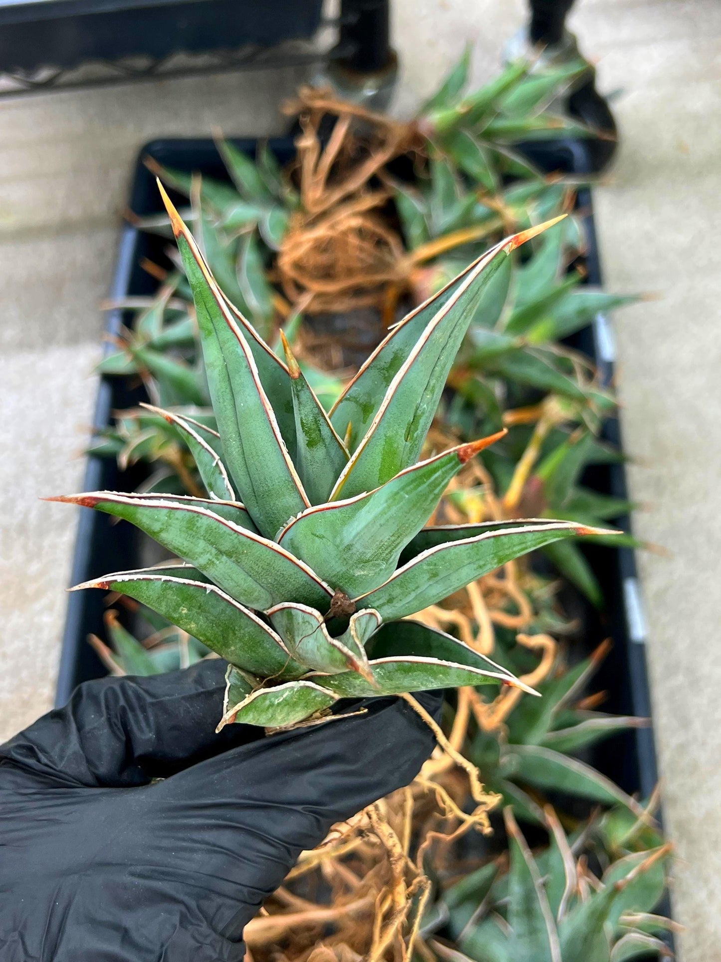 Sansevieria Pinguicula | Walking Sansevieria | Pingu