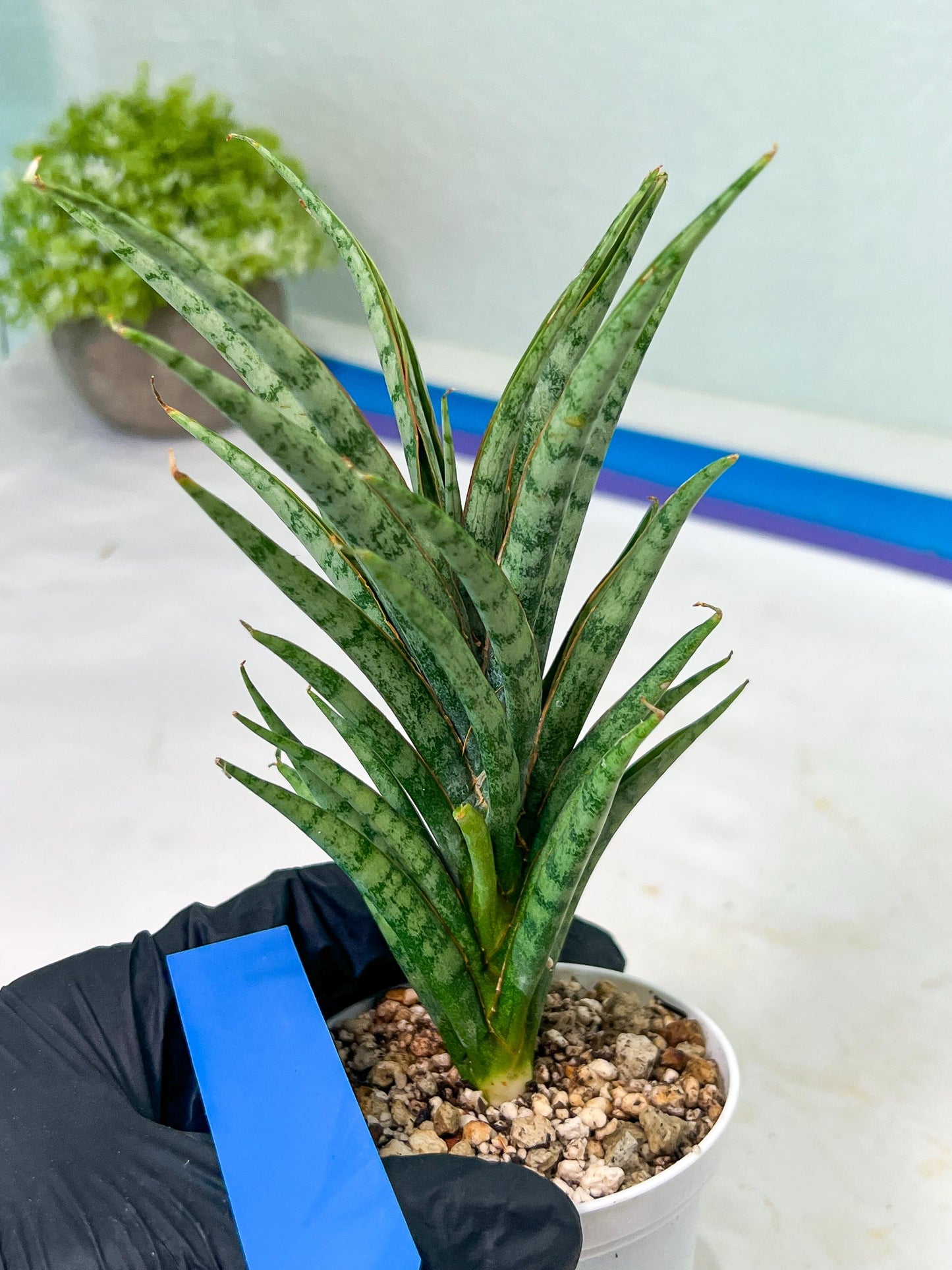 Sansevieria Hara Spaik (#AC49) | Rare Imported