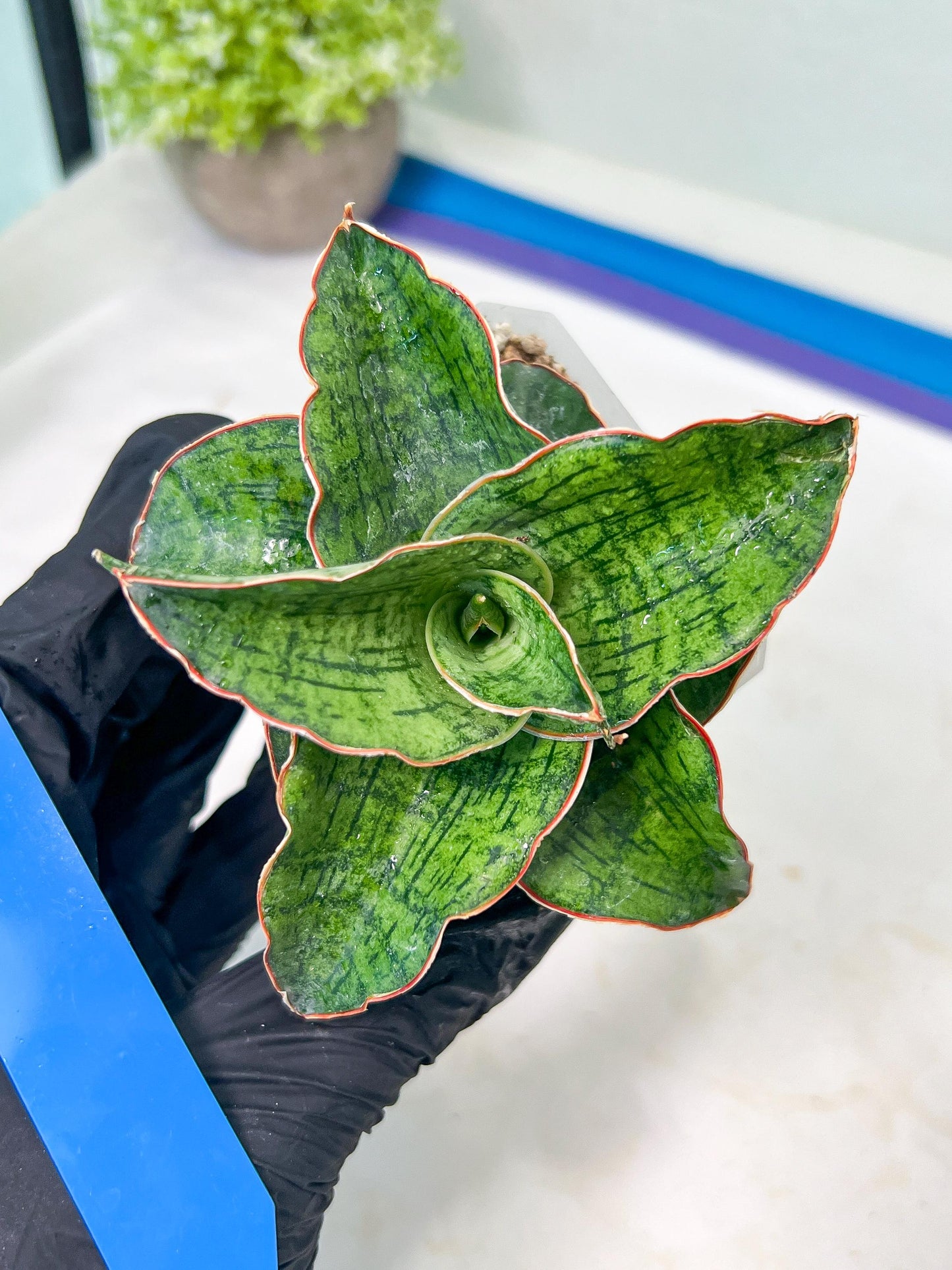 Sansevieria Angle Rose (#AC46) | Imported | Limited