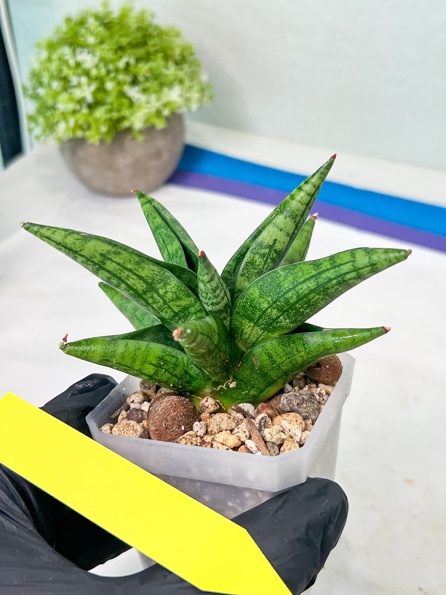 Sansevieria Penguin (#AC47) | Imported Hybrids