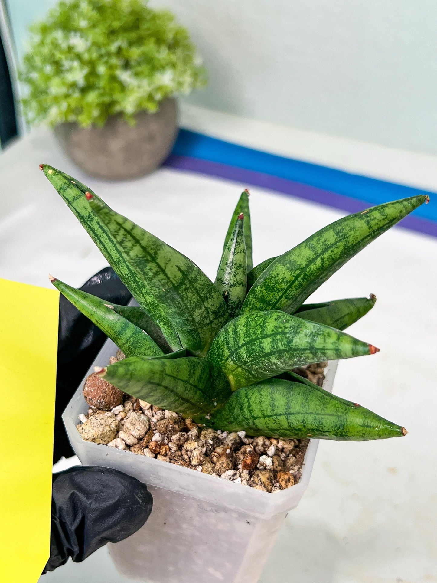 Sansevieria Penguin (#AC47) | Imported Hybrids