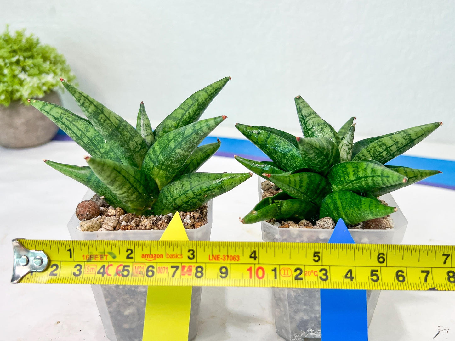 Sansevieria Penguin (#AC47) | Imported Hybrids