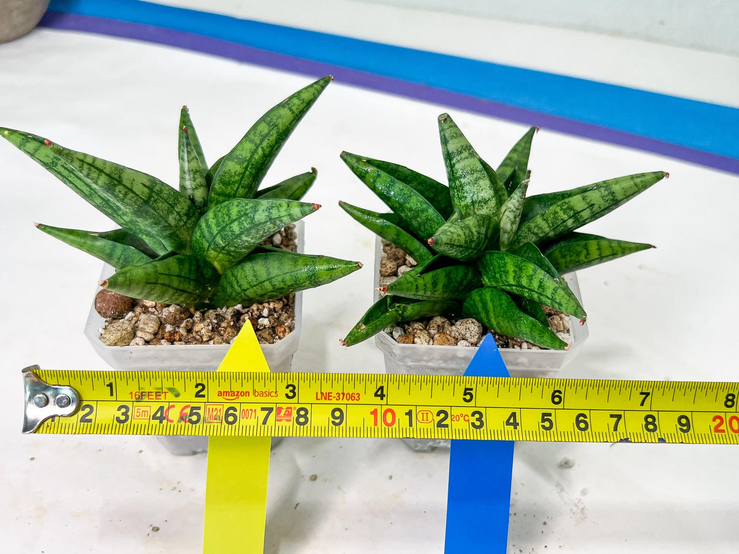 Sansevieria Penguin (#AC47) | Imported Hybrids