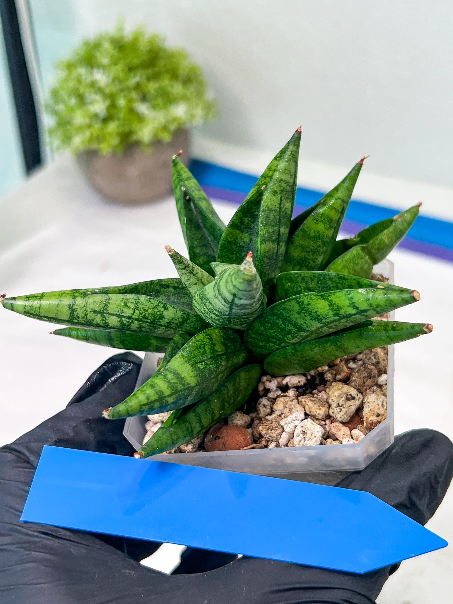 Sansevieria Penguin (#AC47) | Imported Hybrids