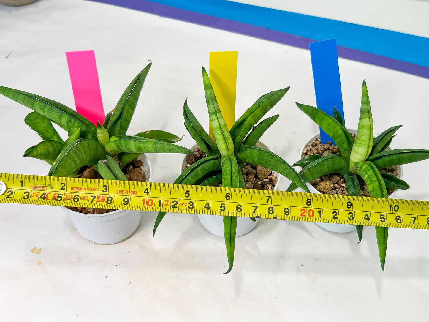 Sansevieria Lemon (#AC48) | New type of Imported Hybrids