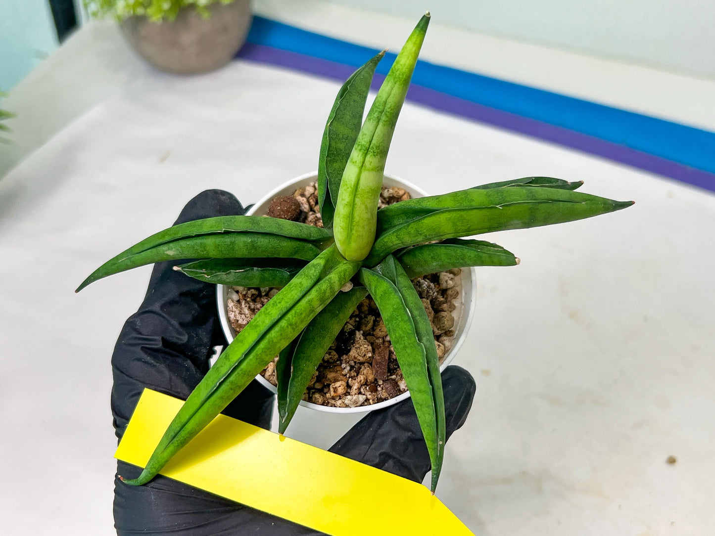 Sansevieria Lemon (#AC48) | New type of Imported Hybrids