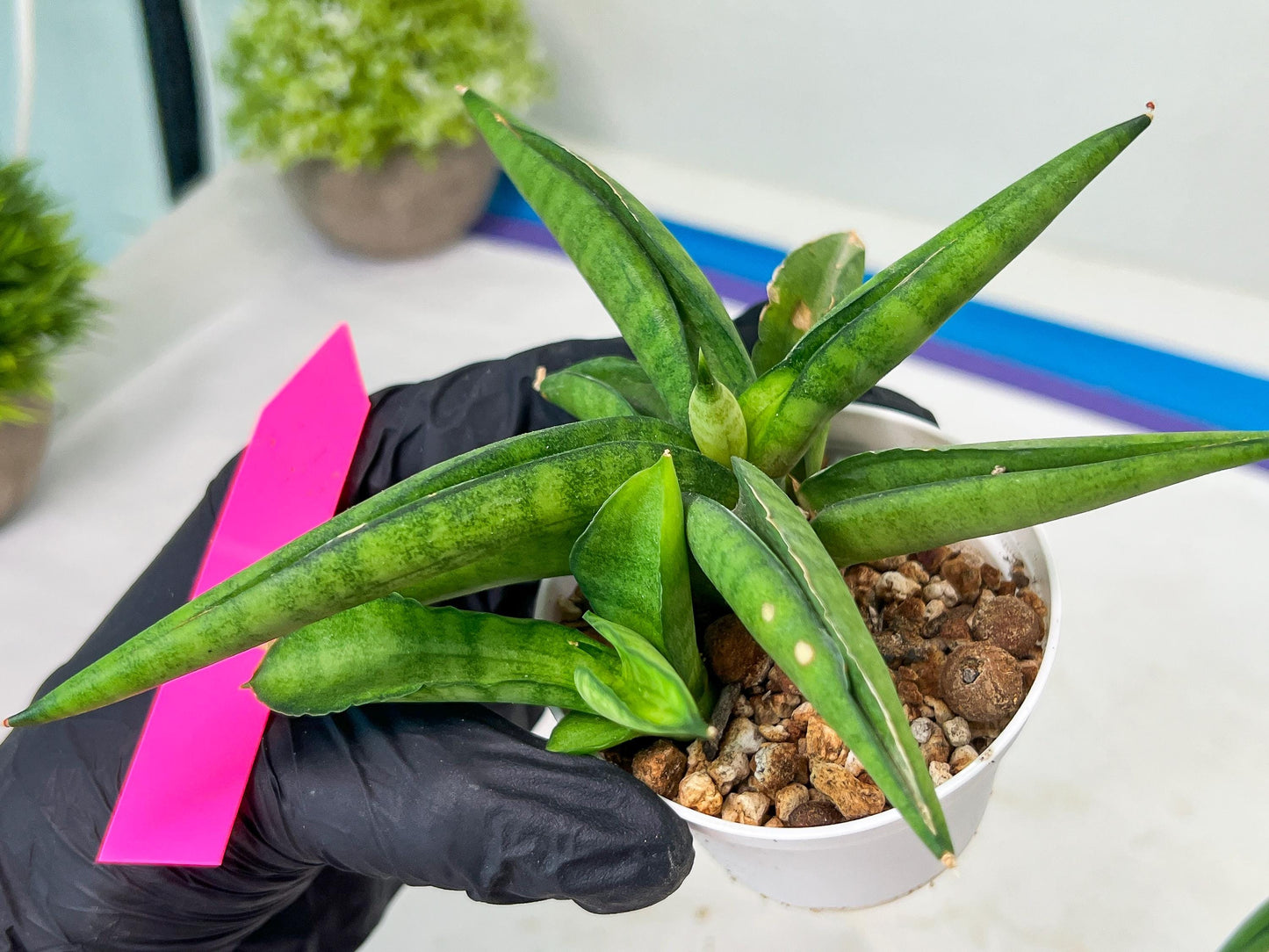 Sansevieria Lemon (#AC48) | New type of Imported Hybrids