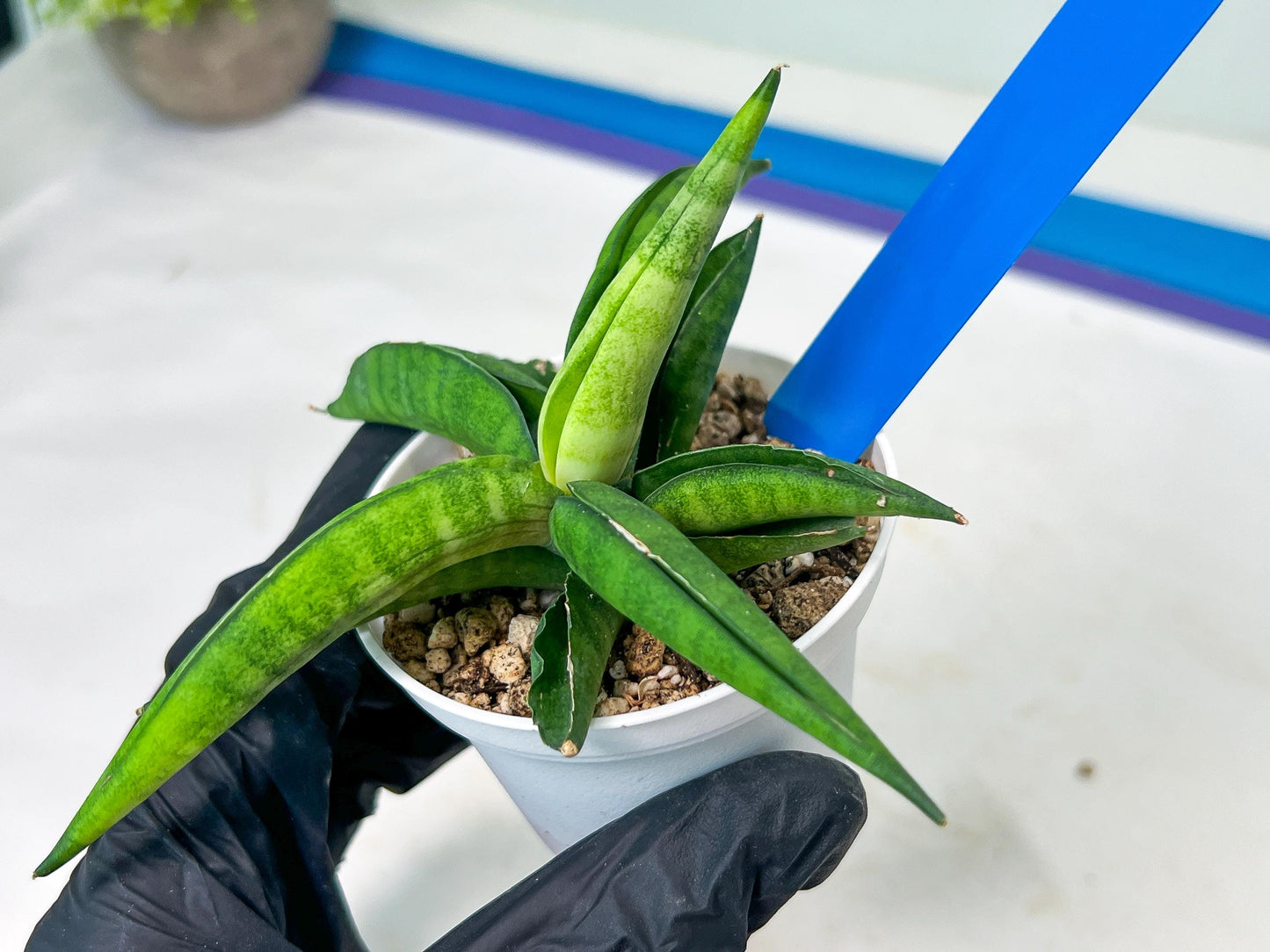 Sansevieria Lemon (#AC48) | New type of Imported Hybrids