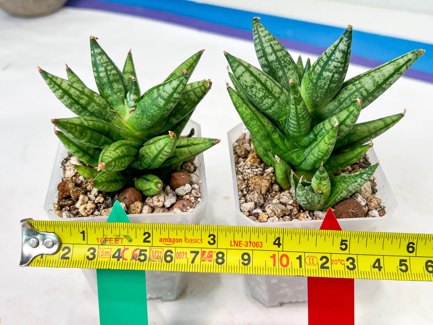 Sansevieria Ming Manee (#AC56) | Imported Snake Plant