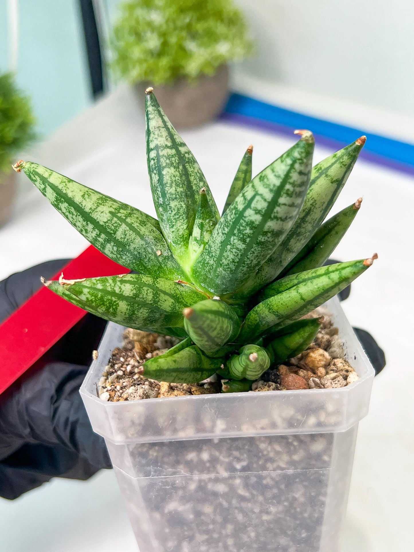 Sansevieria Ming Manee (#AC56) | Imported Snake Plant