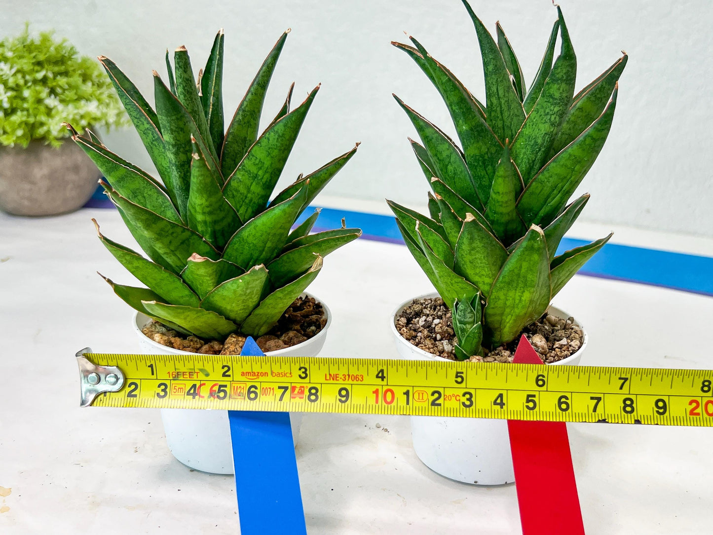 Sansevieria Asancaya (AC58) | Rare Imported House Plants