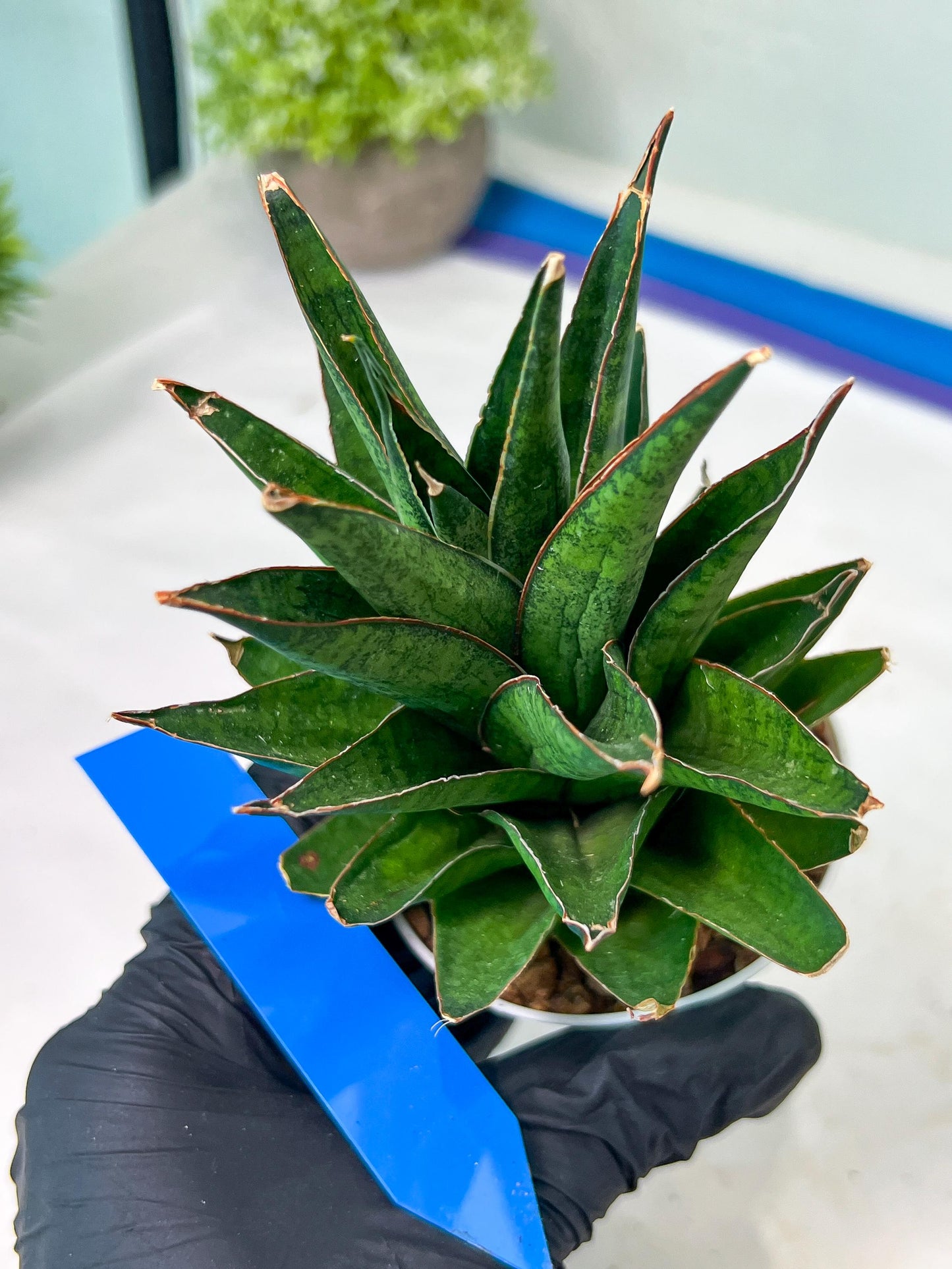 Sansevieria Asancaya (AC58) | Rare Imported House Plants