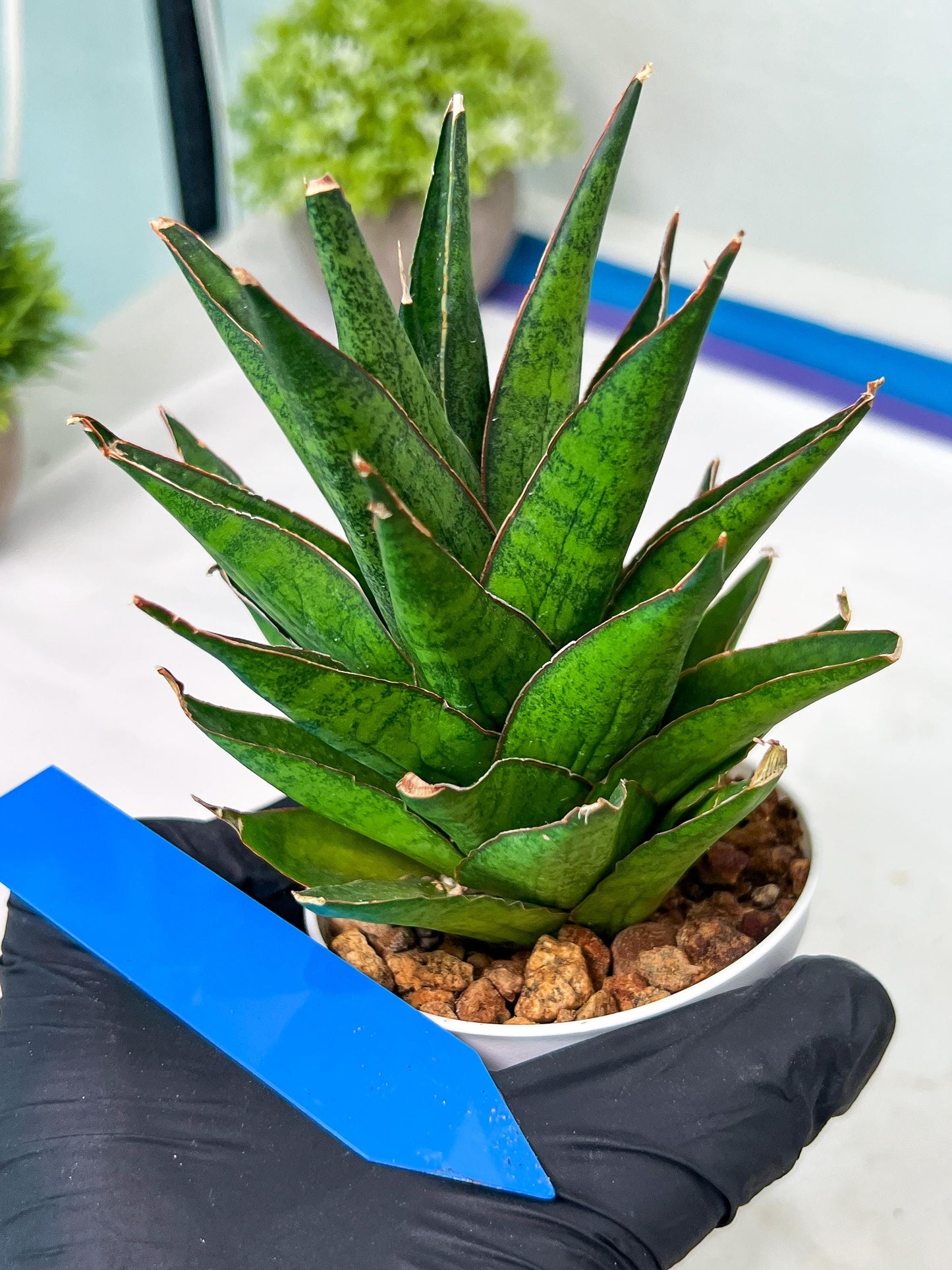 Sansevieria Asancaya (AC58) | Rare Imported House Plants