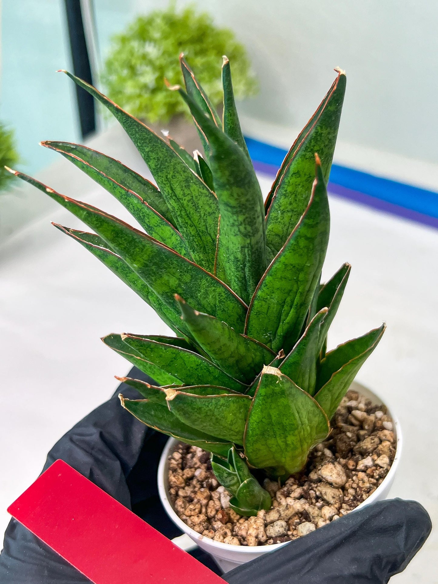 Sansevieria Asancaya (AC58) | Rare Imported House Plants