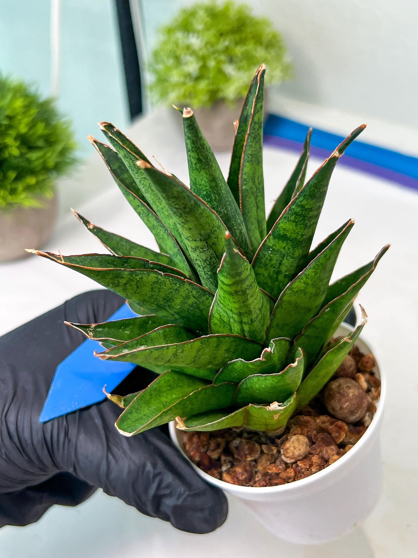 Sansevieria Asancaya (AC58) | Rare Imported House Plants