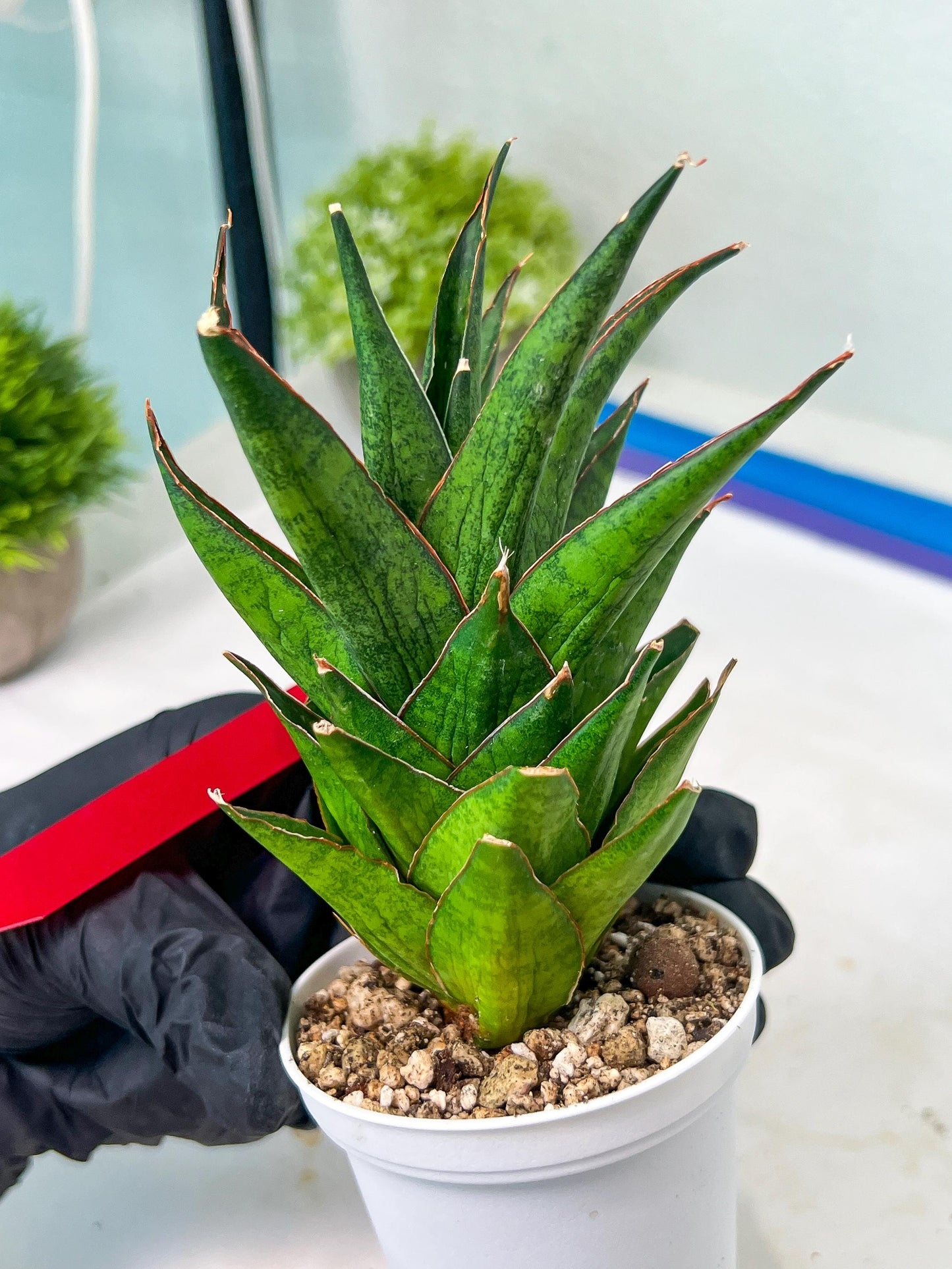 Sansevieria Asancaya (AC58) | Rare Imported House Plants