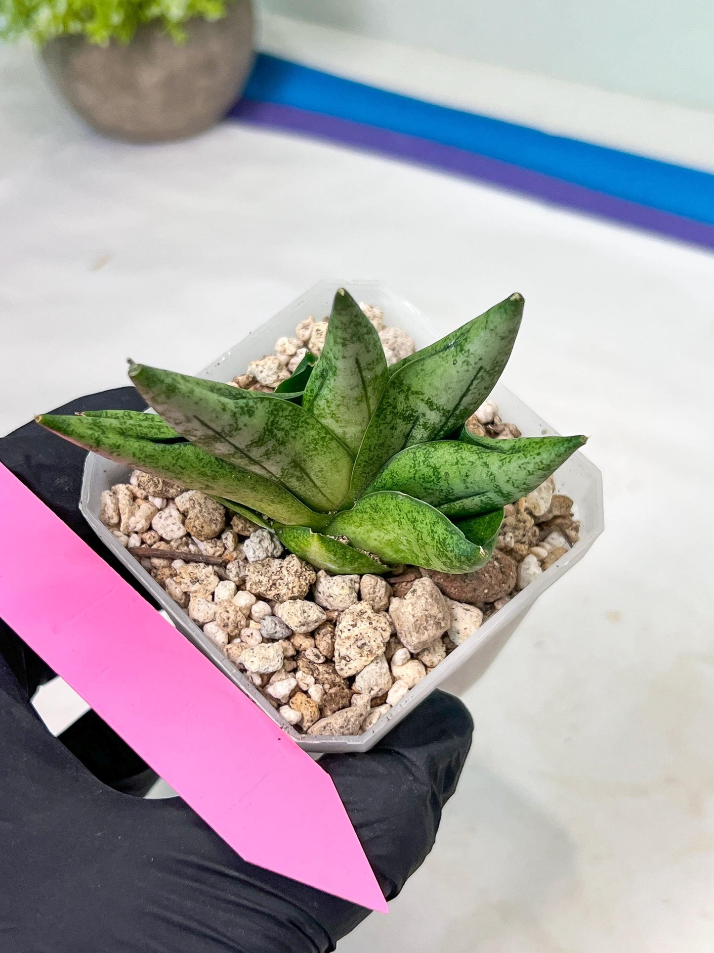 Sansevieria Goku (#A4) | Dwarf Hybrids