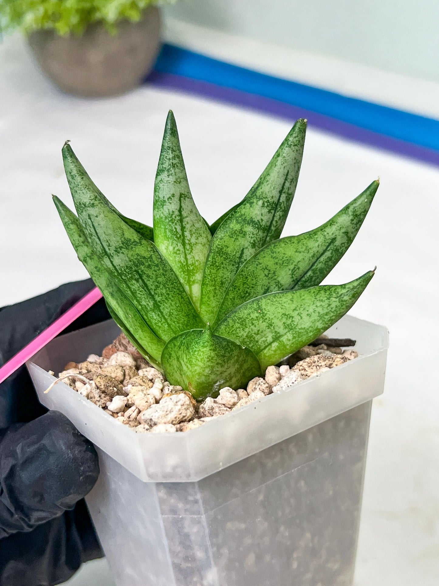 Sansevieria Goku (#A4) | Dwarf Hybrids