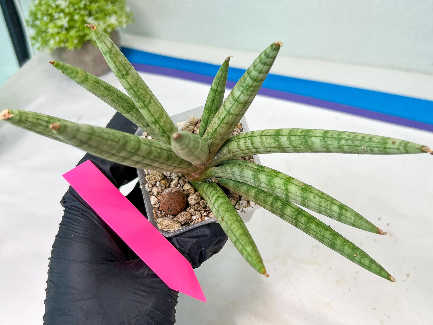 Sansevieria Red Cheek (#A1) | New type of Imported Hybrids