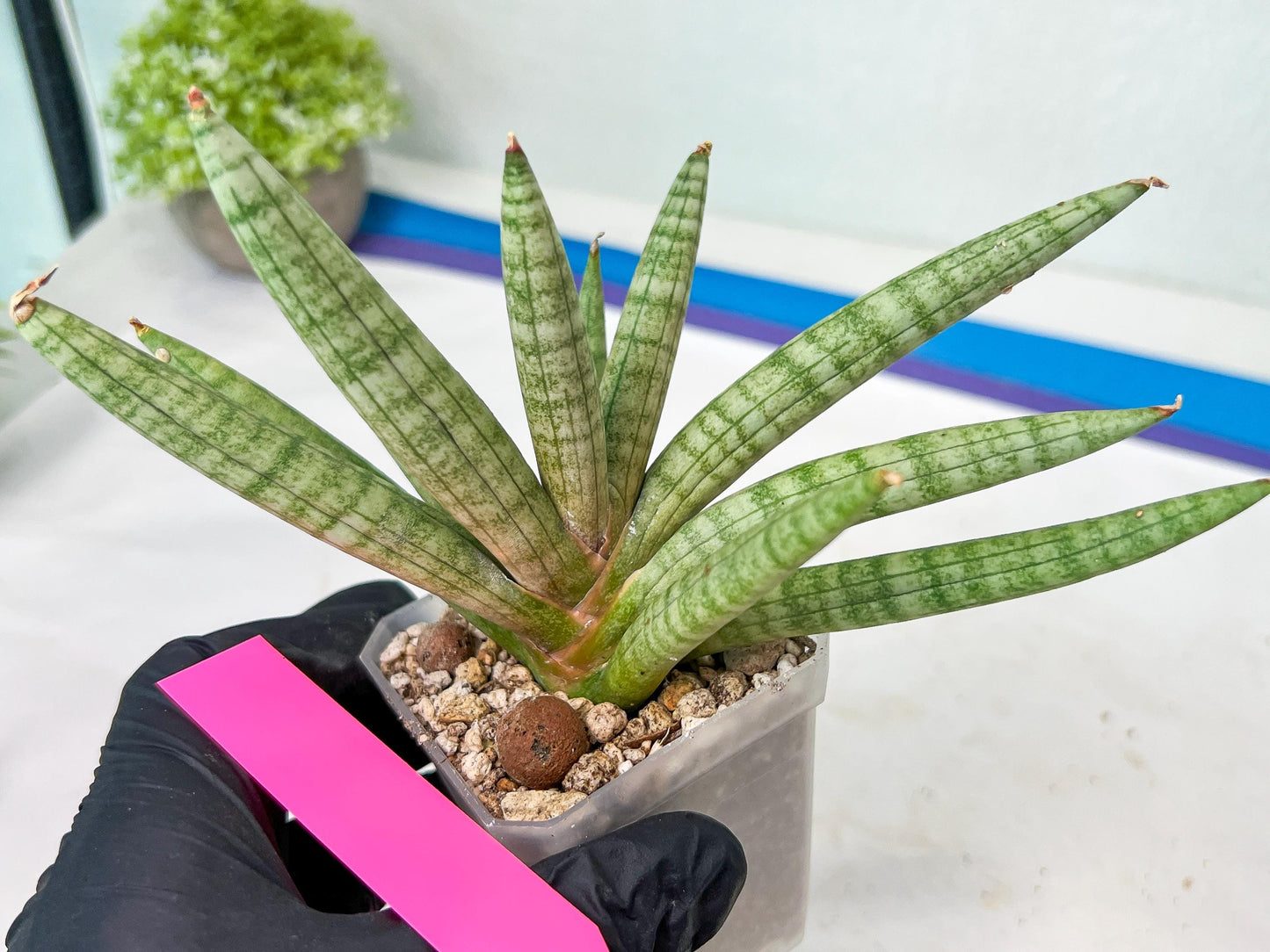Sansevieria Red Cheek (#A1) | New type of Imported Hybrids