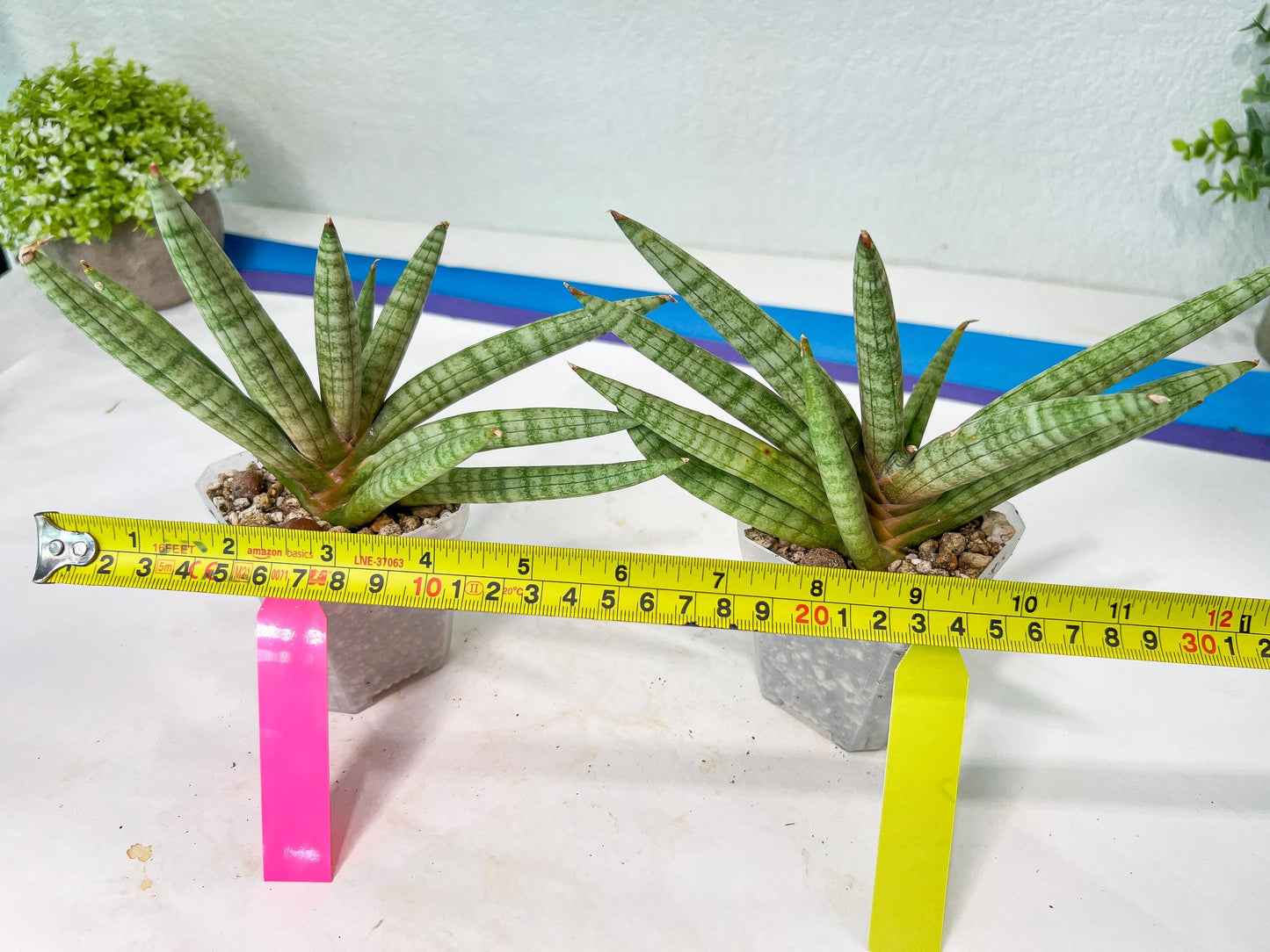 Sansevieria Red Cheek (#A1) | New type of Imported Hybrids