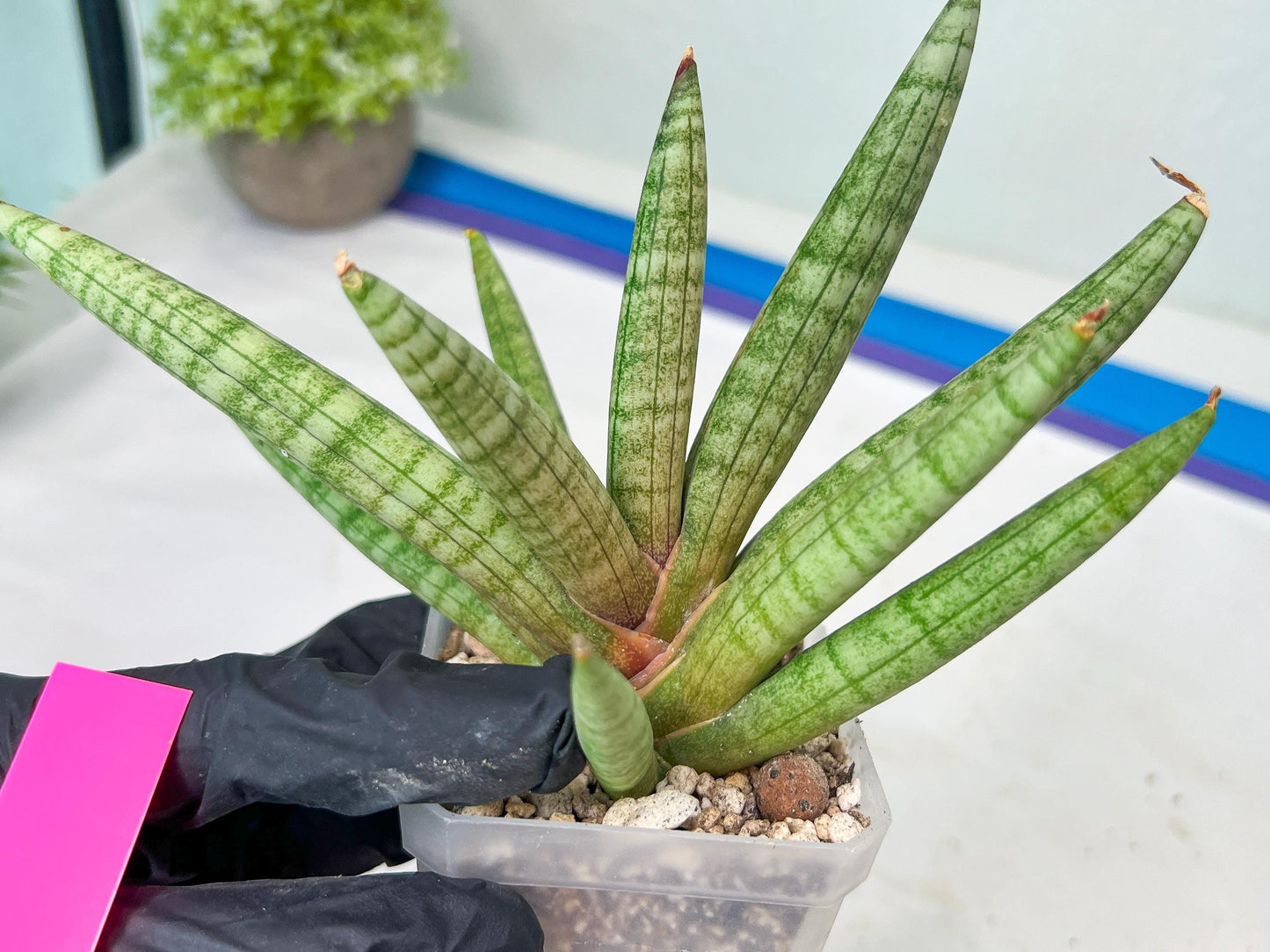 Sansevieria Red Cheek (#A1) | New type of Imported Hybrids