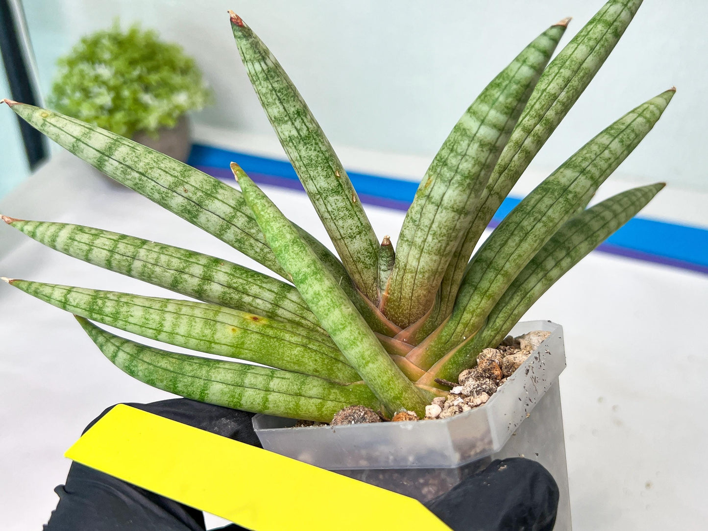 Sansevieria Red Cheek (#A1) | New type of Imported Hybrids