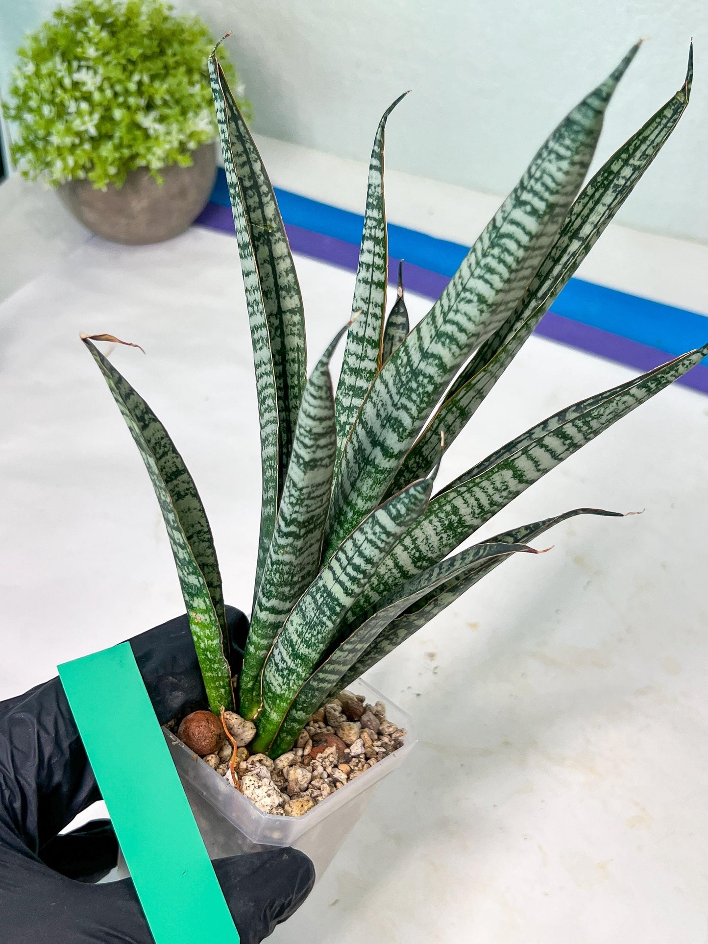 Sansevieria Zeebra Fireworks (#AC30) | Imported Hybrid
