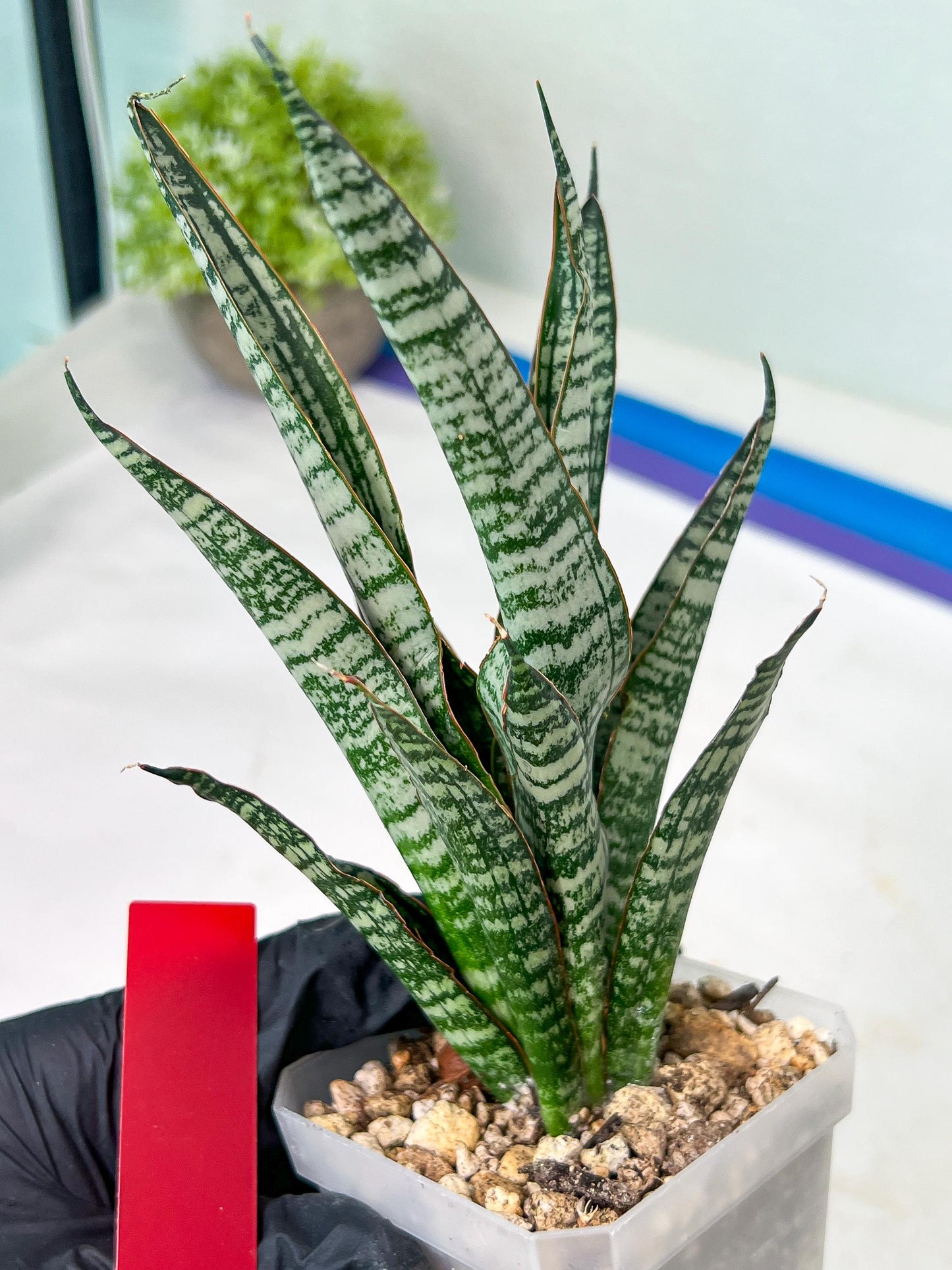 Sansevieria Zeebra Fireworks (#AC30) | Imported Hybrid