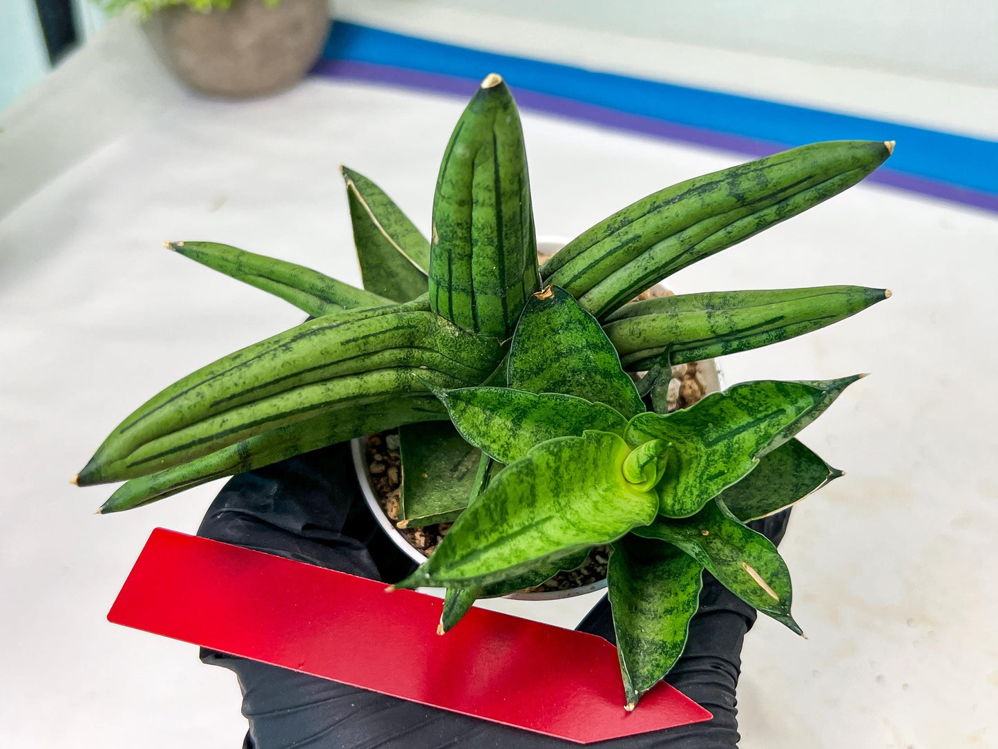 Sansevieria Melon (#AC5) | Rare Imported Snake plant
