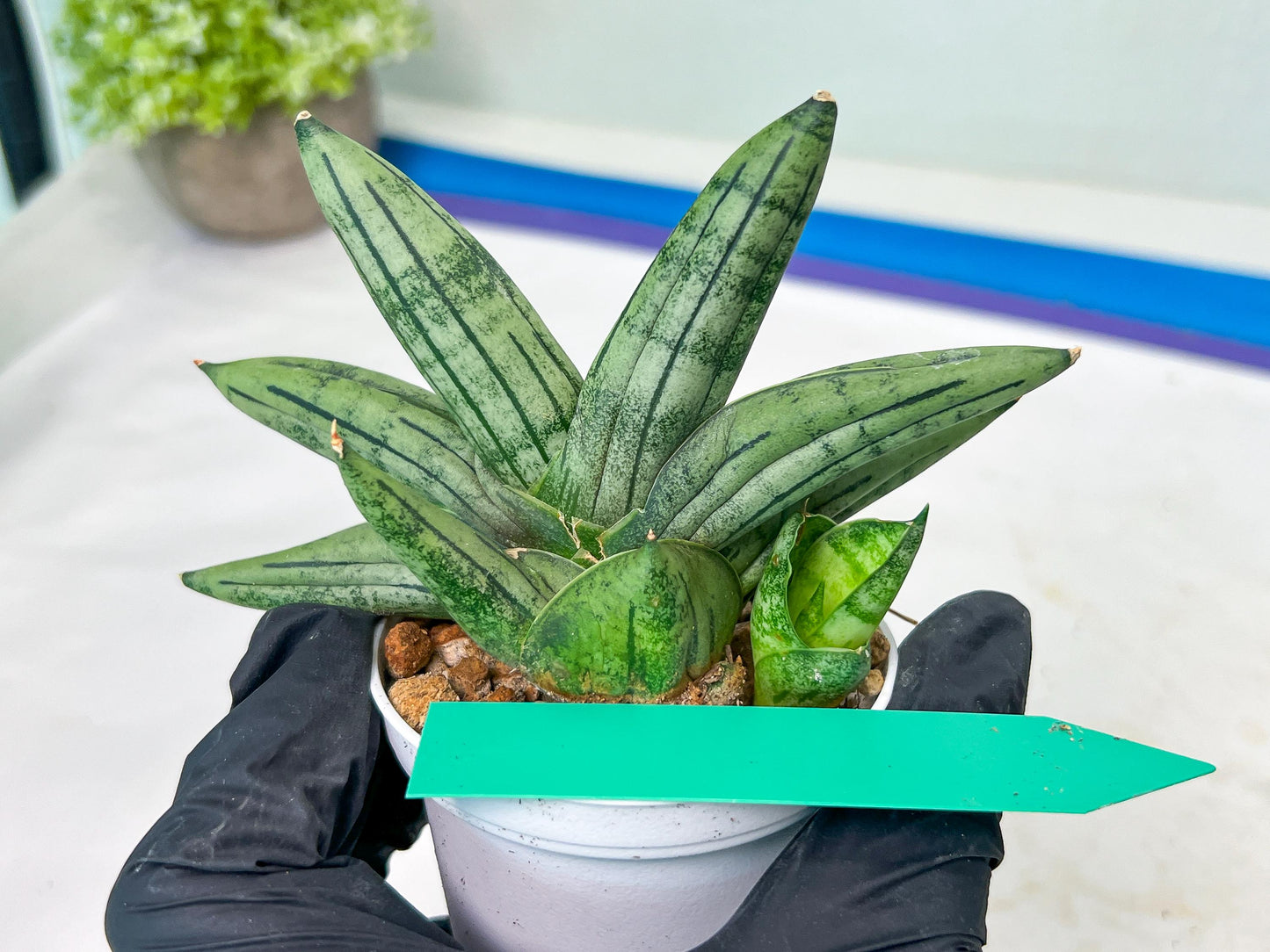 Sansevieria Melon (#AC5) | Rare Imported Snake plant