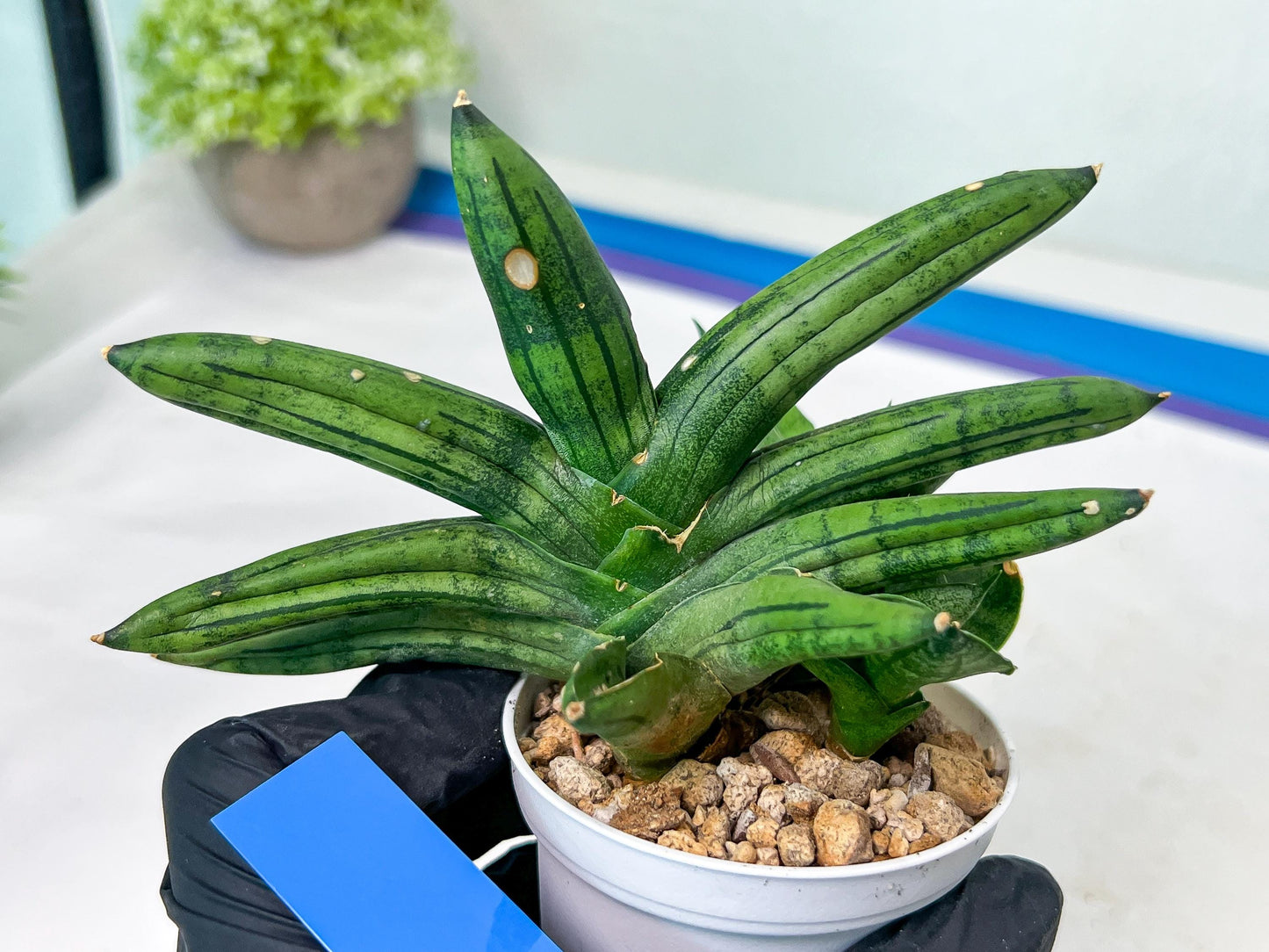 Sansevieria Melon (#AC5) | Rare Imported Snake plant