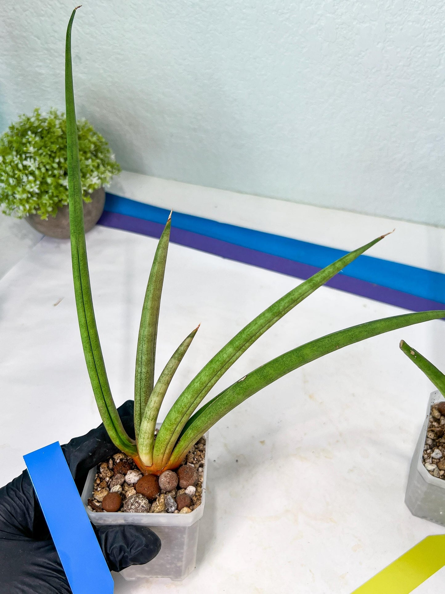 Sanseviera Flamingo (#B1) | Imported Hybrids