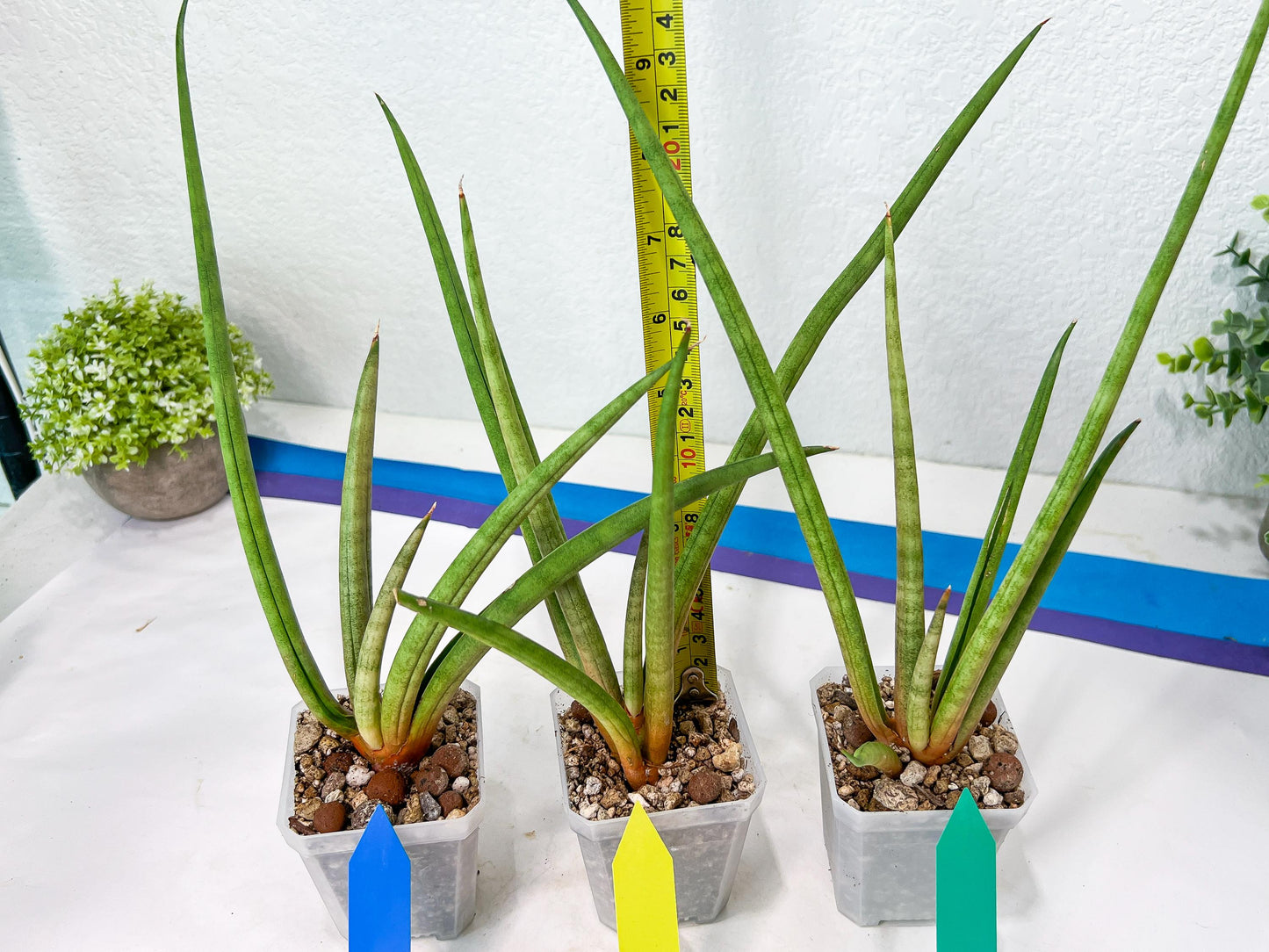 Sanseviera Flamingo (#B1) | Imported Hybrids
