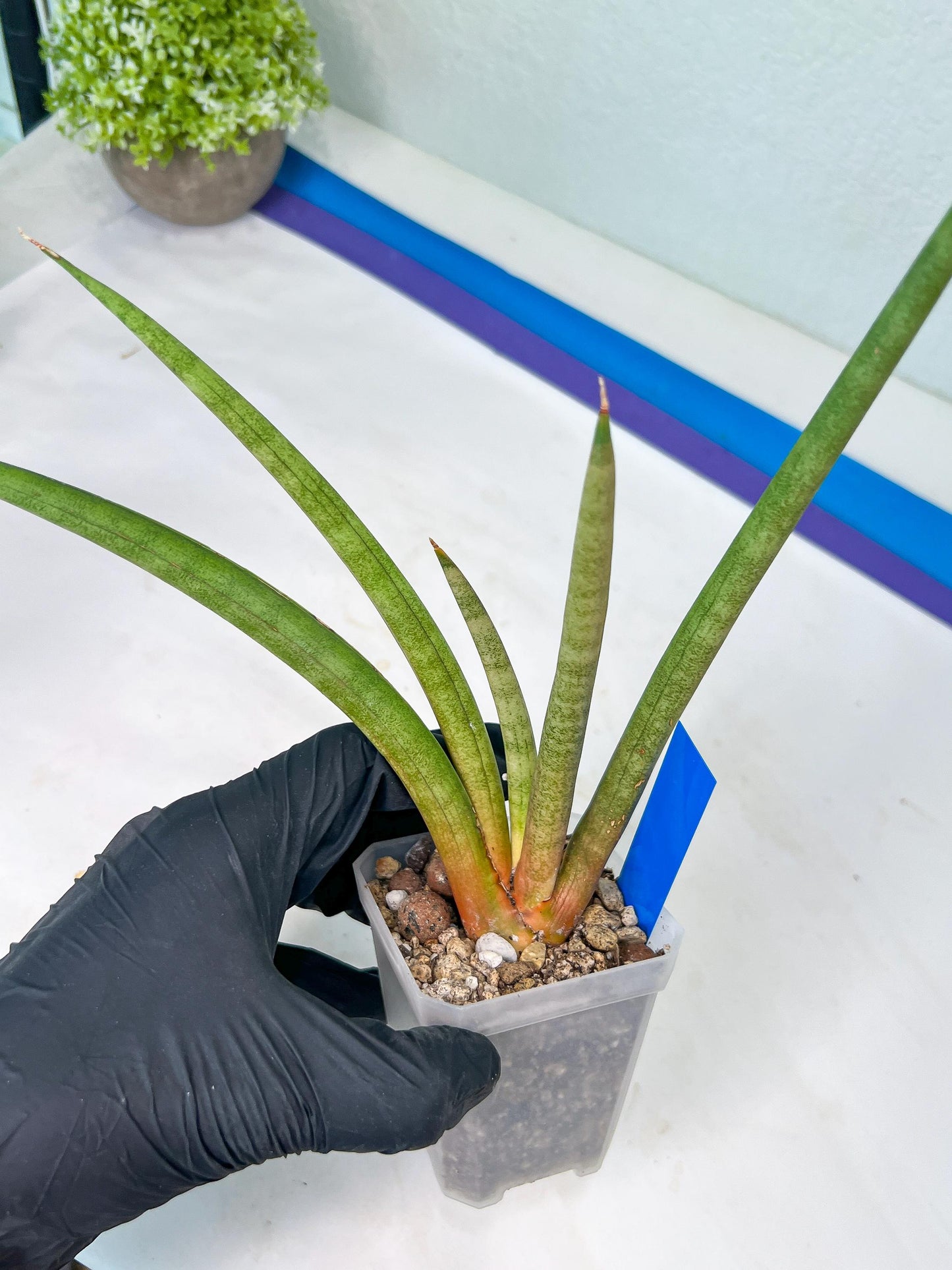 Sanseviera Flamingo (#B1) | Imported Hybrids
