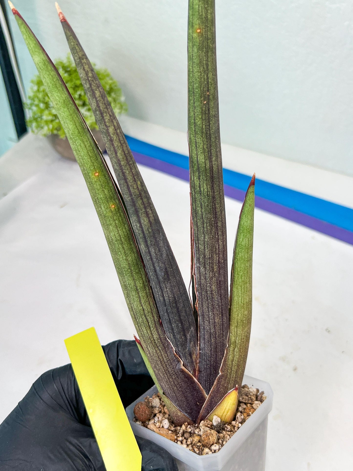 Sansevieria Pink Cell (B1) | Color changes seasonally