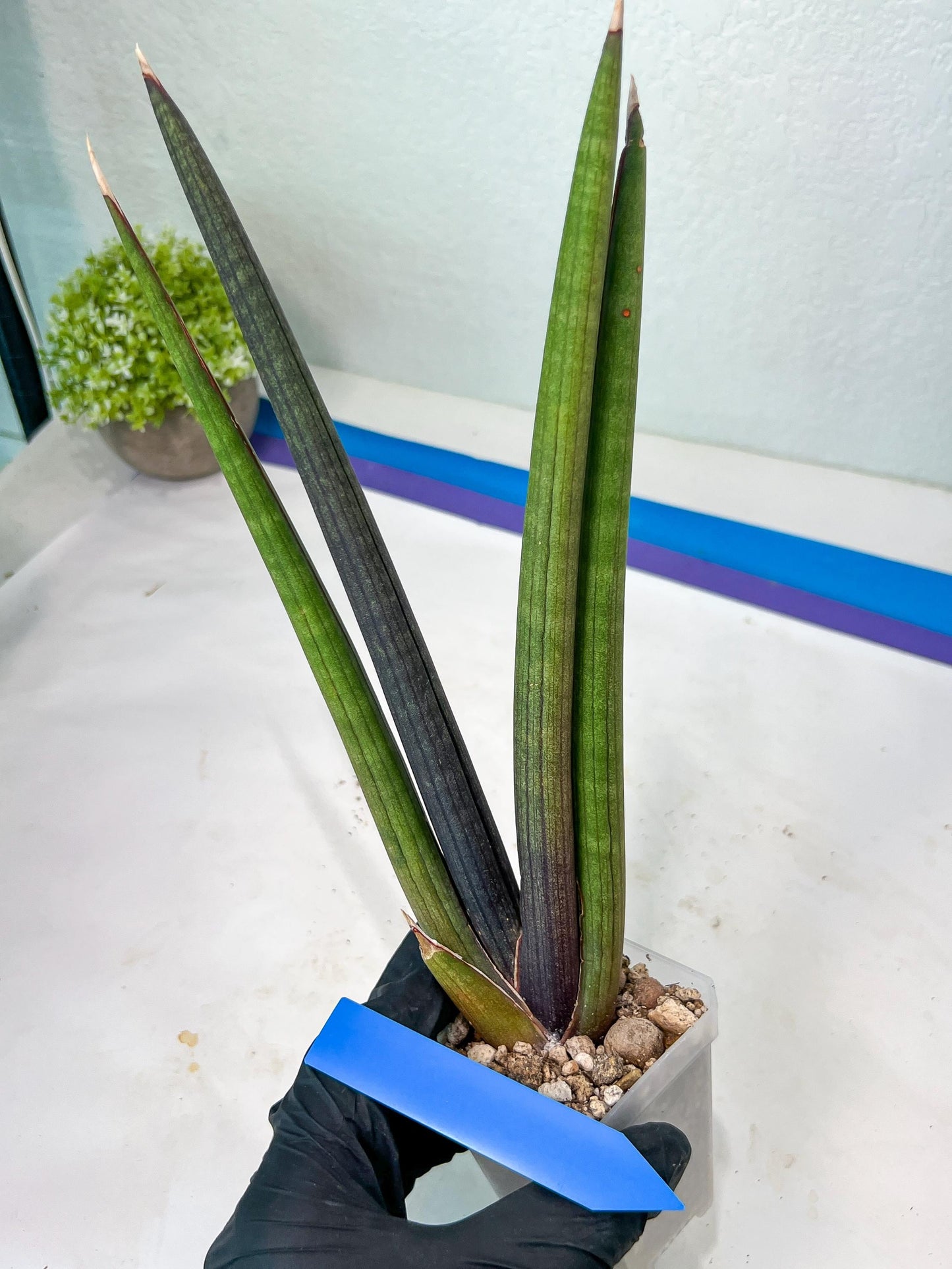 Sansevieria Pink Cell (B1) | Color changes seasonally