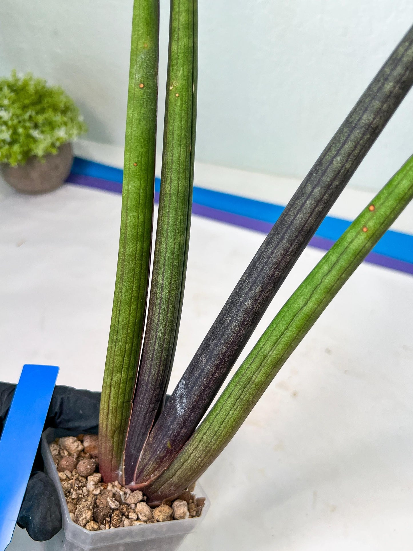 Sansevieria Pink Cell (B1) | Color changes seasonally