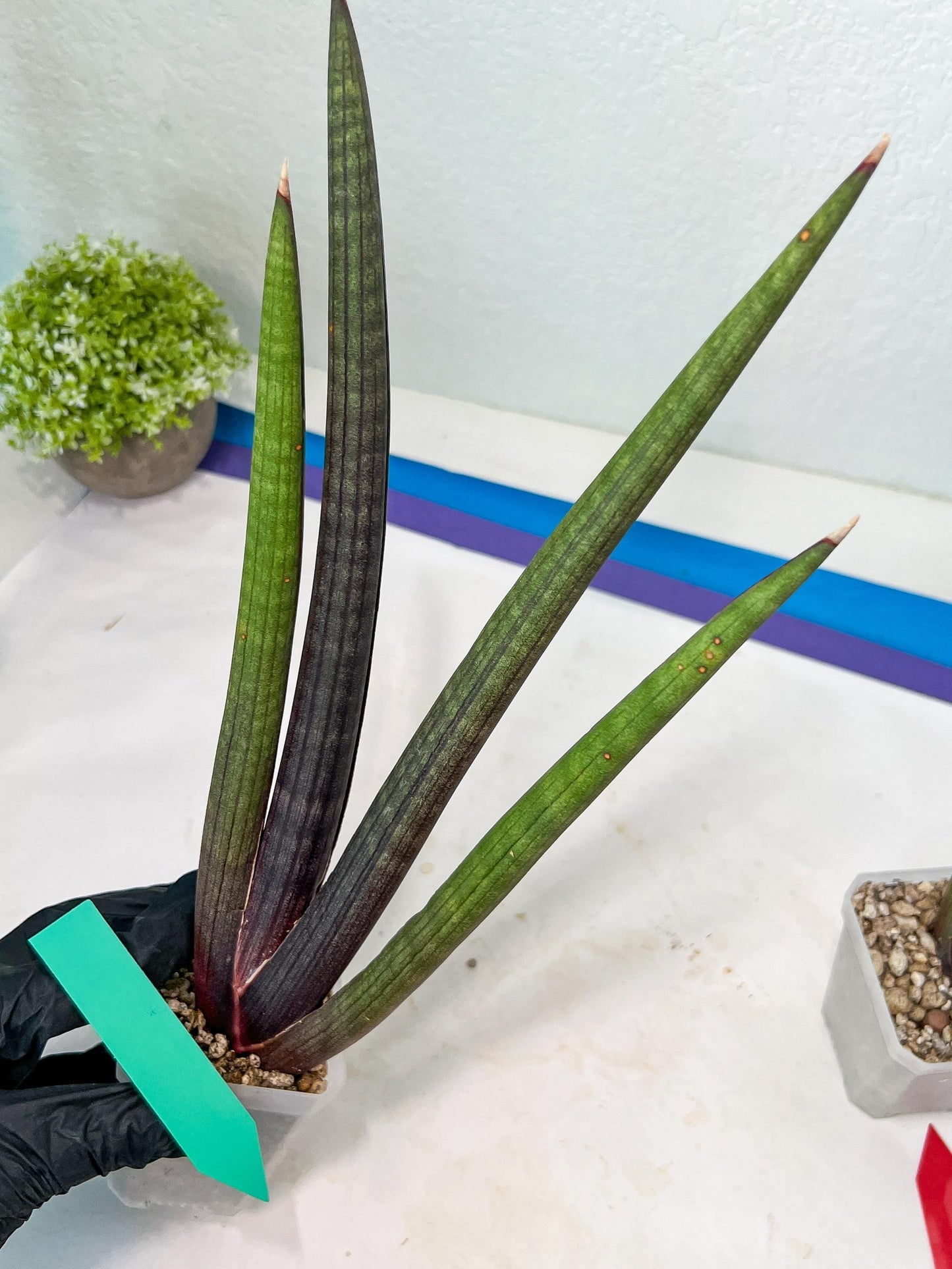 Sansevieria Pink Cell (B1.2) | Color changes seasonally