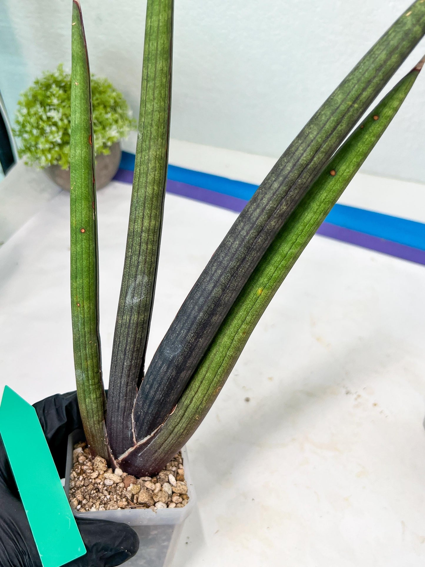Sansevieria Pink Cell (B1.2) | Color changes seasonally