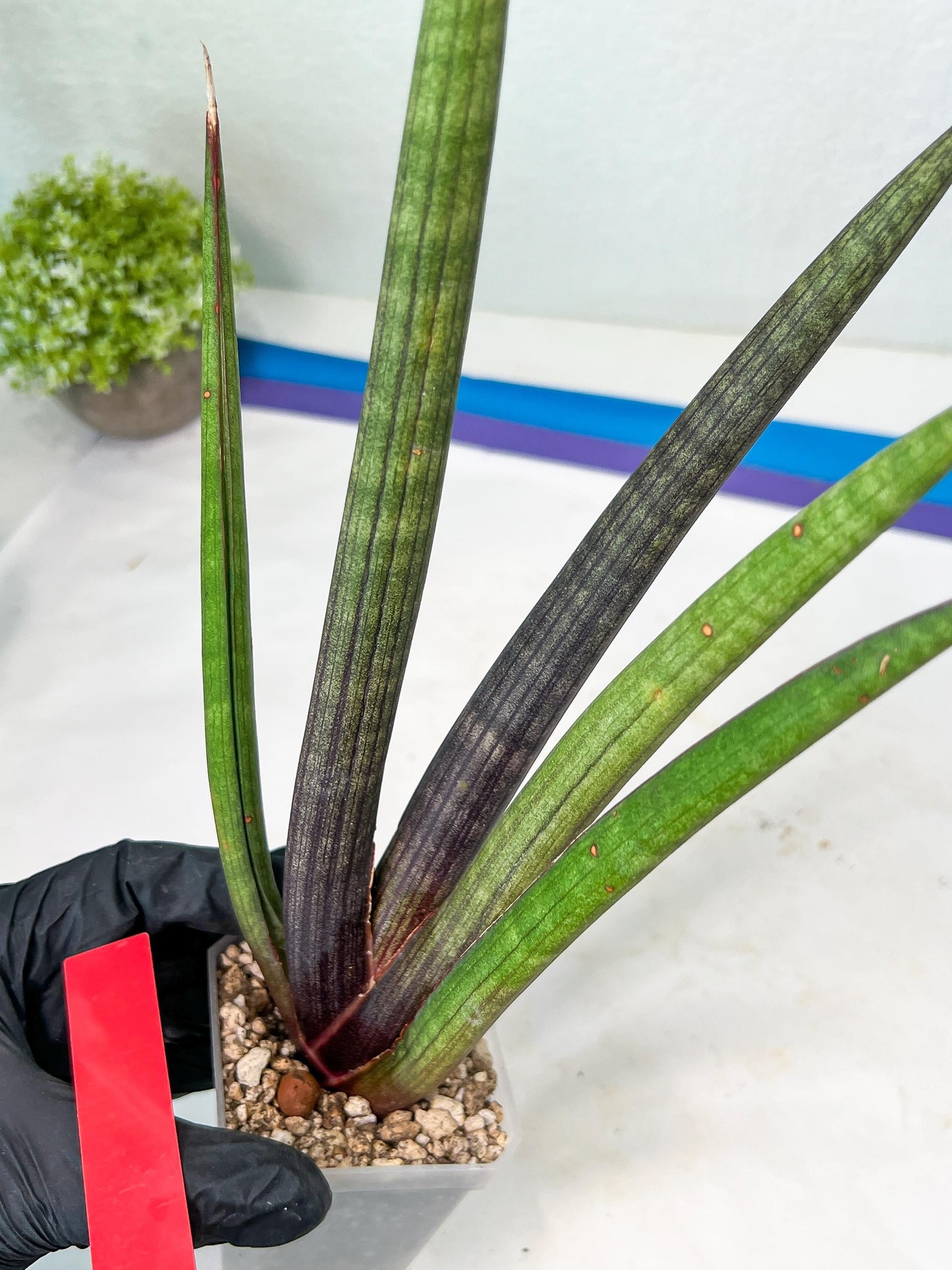 Sansevieria Pink Cell (B1.2) | Color changes seasonally
