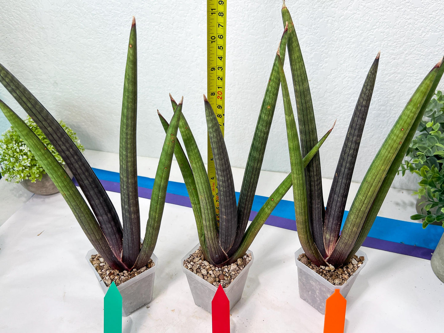 Sansevieria Pink Cell (B1.2) | Color changes seasonally