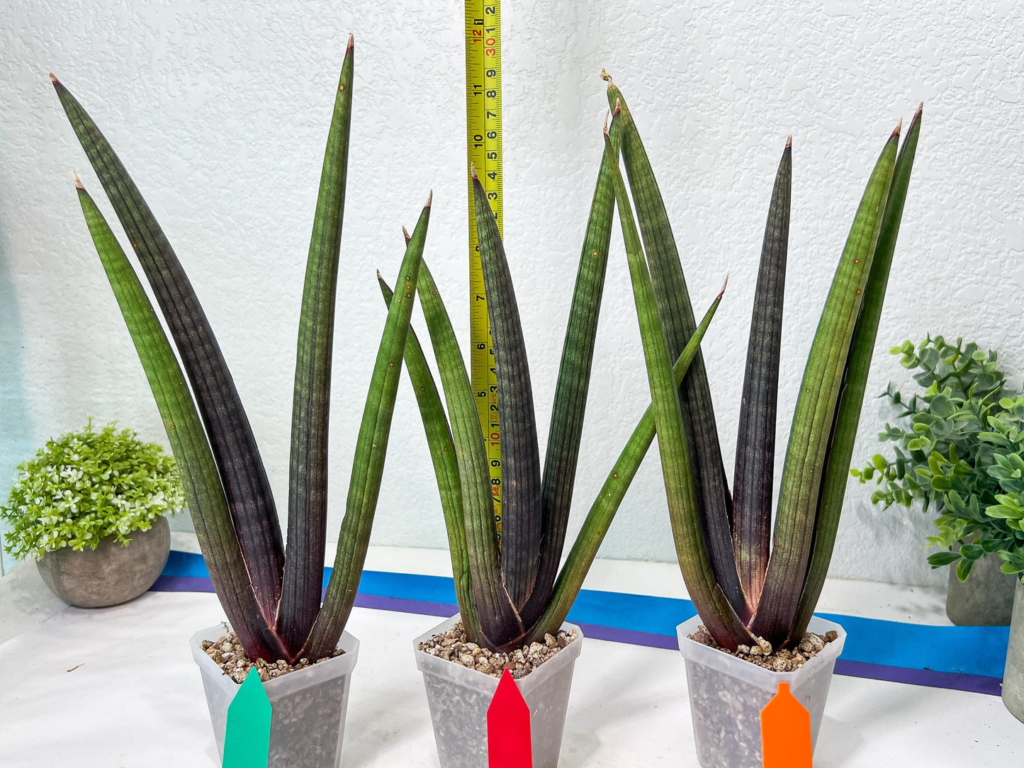 Sansevieria Pink Cell (B1.2) | Color changes seasonally