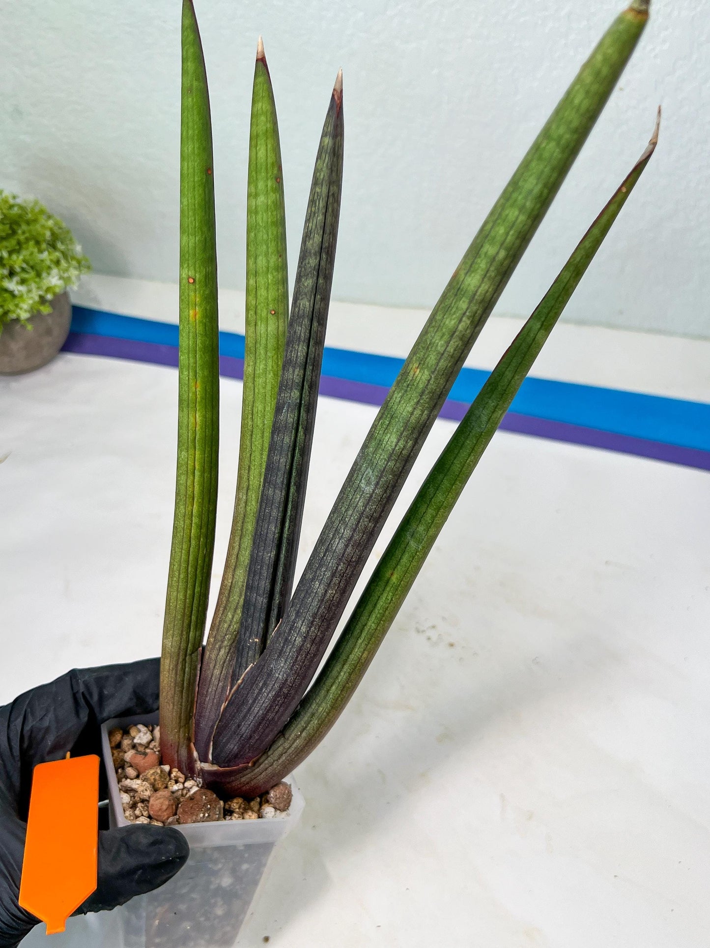 Sansevieria Pink Cell (B1.2) | Color changes seasonally