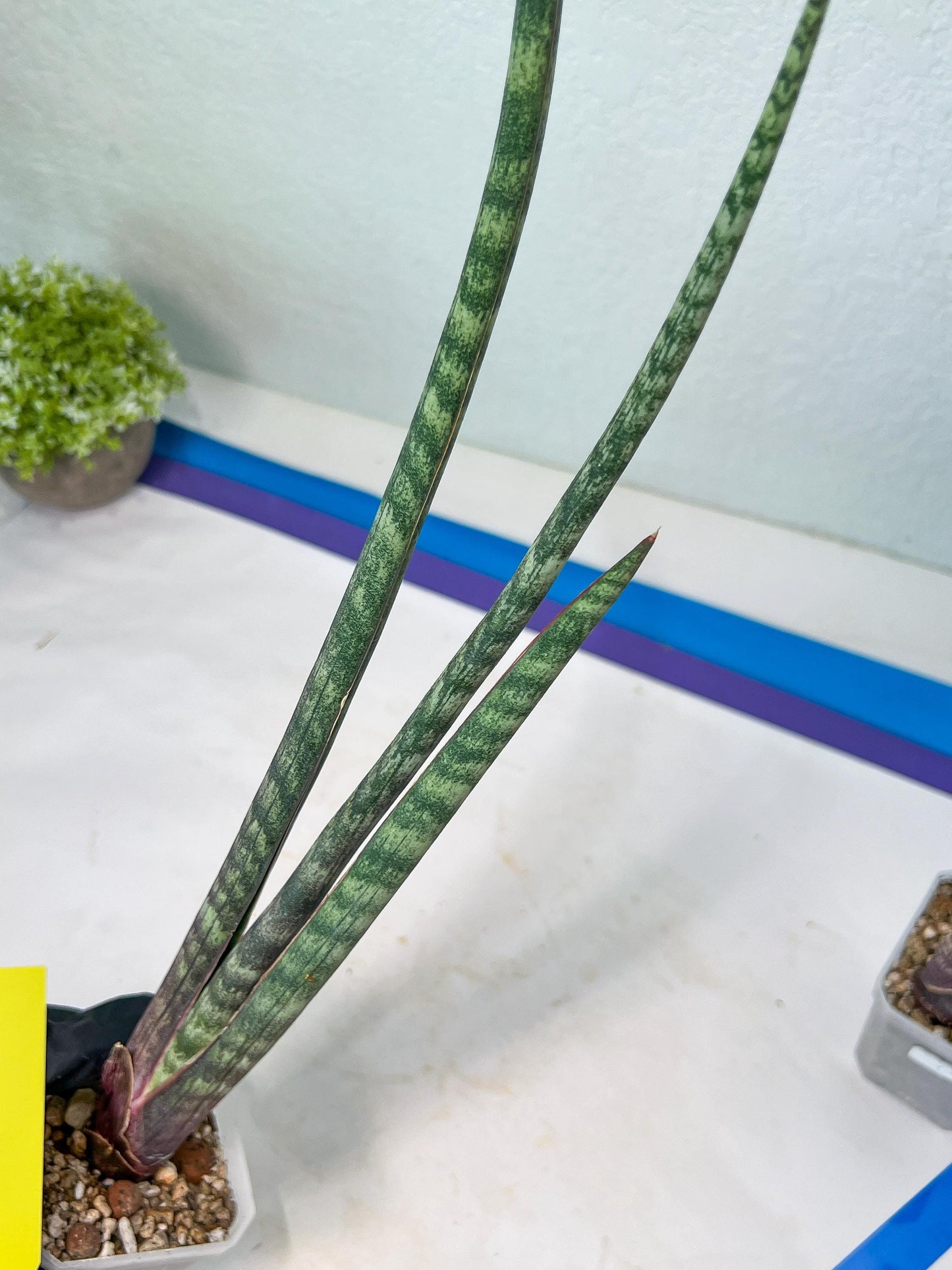 Sanseviera Pies Morados (#B1) | New Imported Hybrids