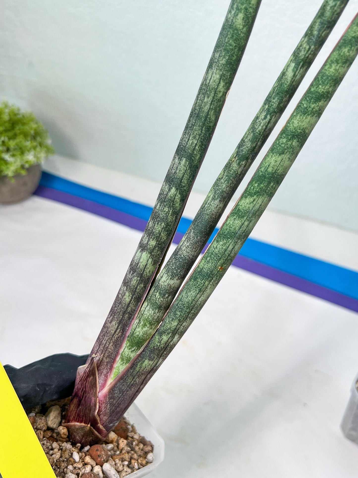 Sanseviera Pies Morados (#B1) | New Imported Hybrids