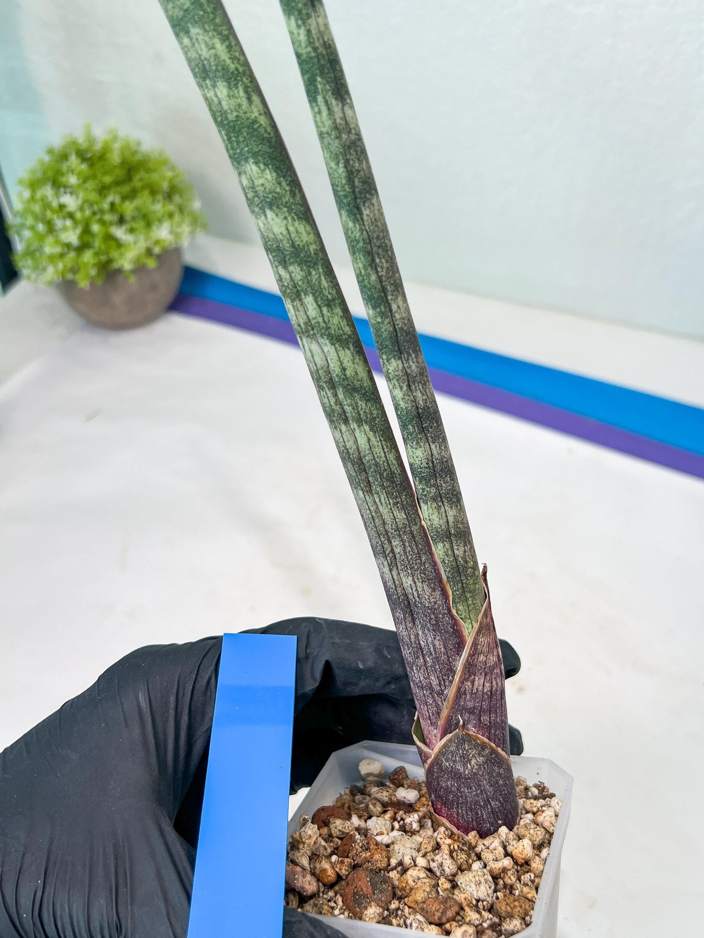 Sanseviera Pies Morados (#B1) | New Imported Hybrids