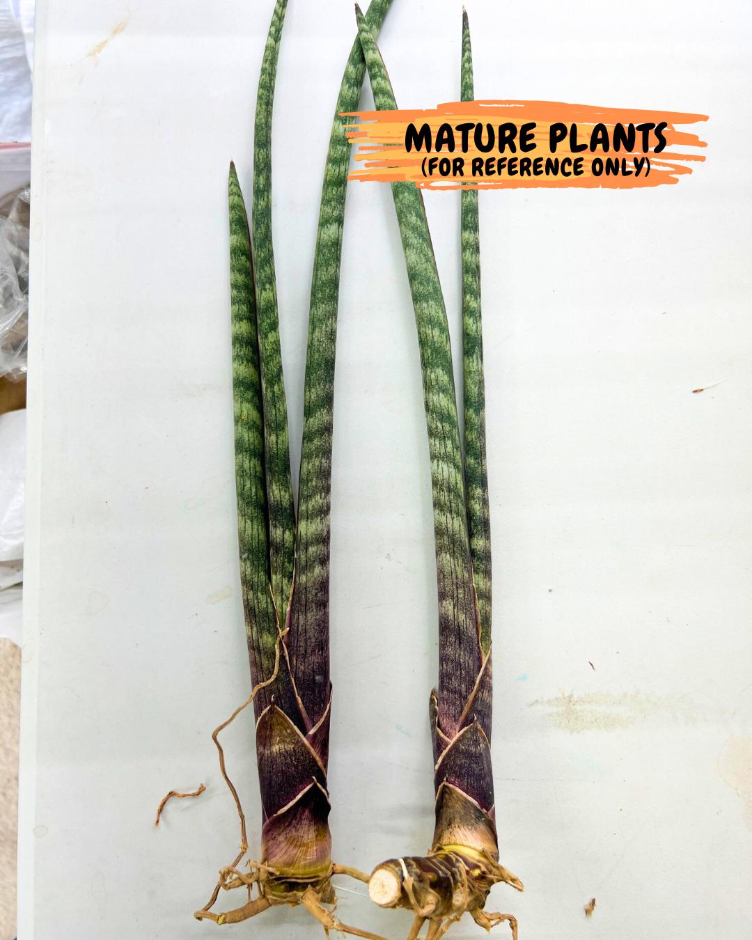 Sanseviera Pies Morados (#B1) | New Imported Hybrids