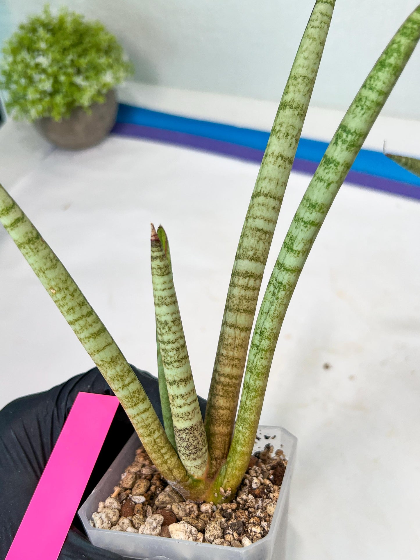 Sansevieria Pink Pen (#B2) | Impoted Hybirds